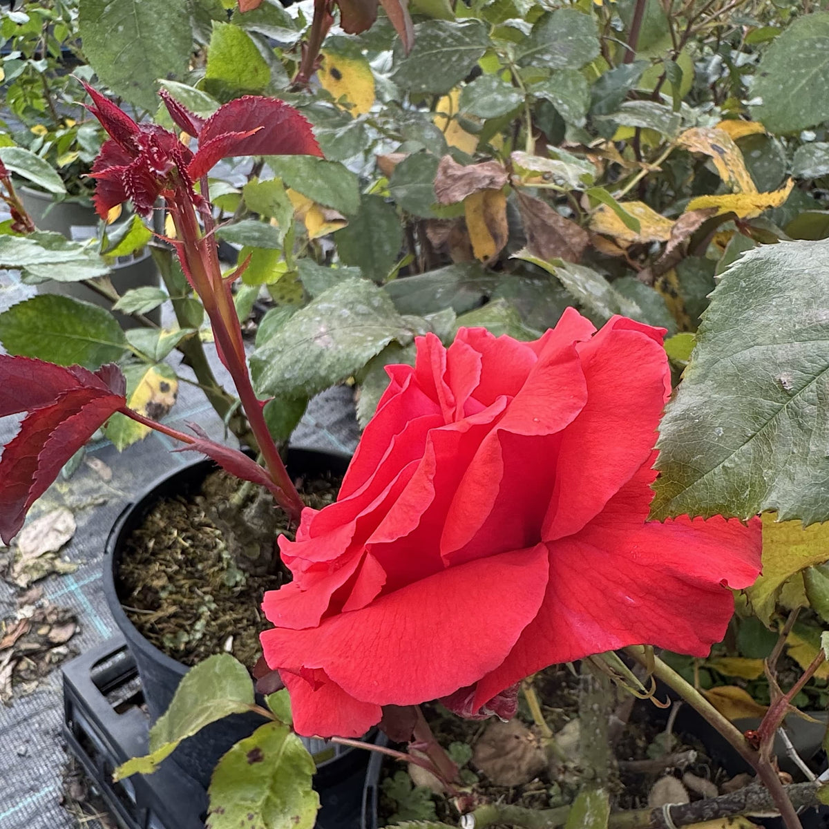 Rosa ‘Fragrant Cloud’