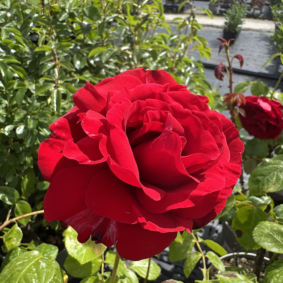 Rosa ‘Dublin Bay’