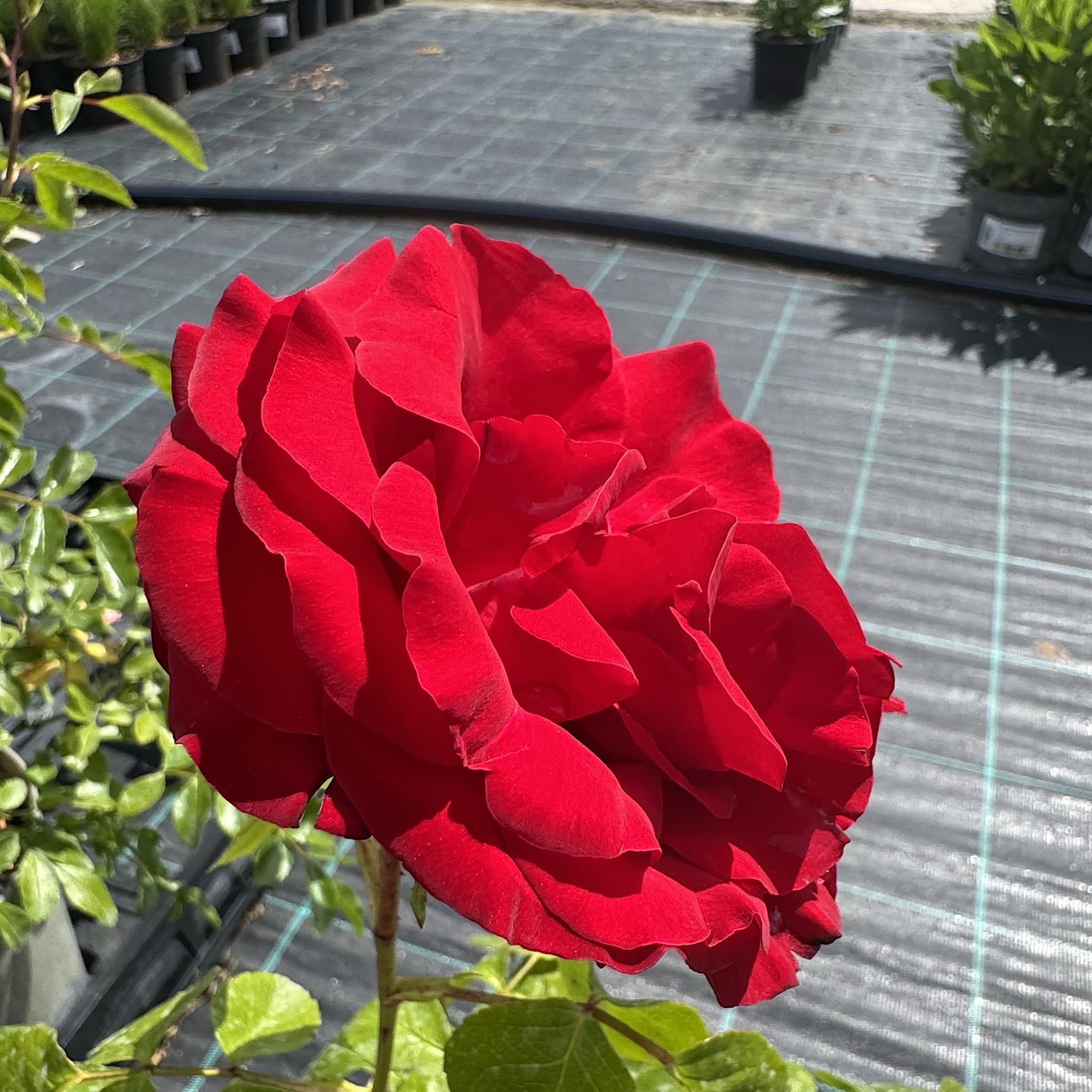 Rosa ‘Dublin Bay’