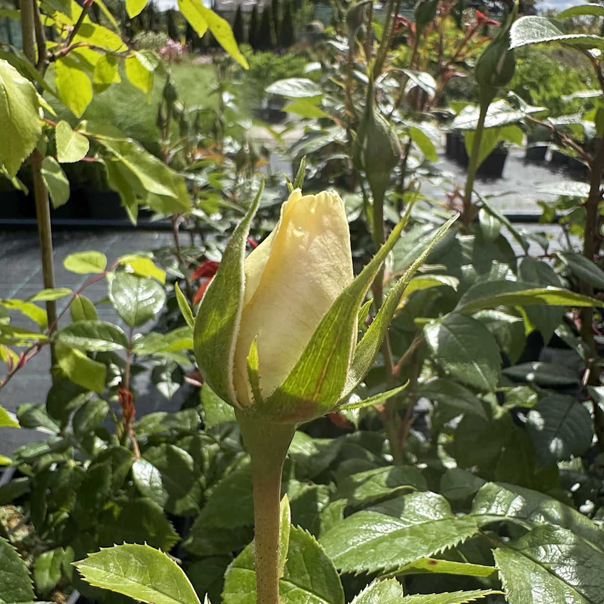 Rosa ‘Champagne Moment’