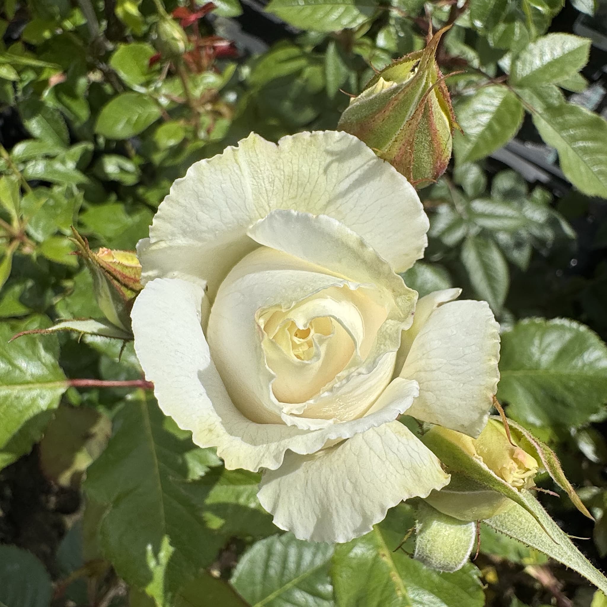 Rosa ‘Champagne Moment’