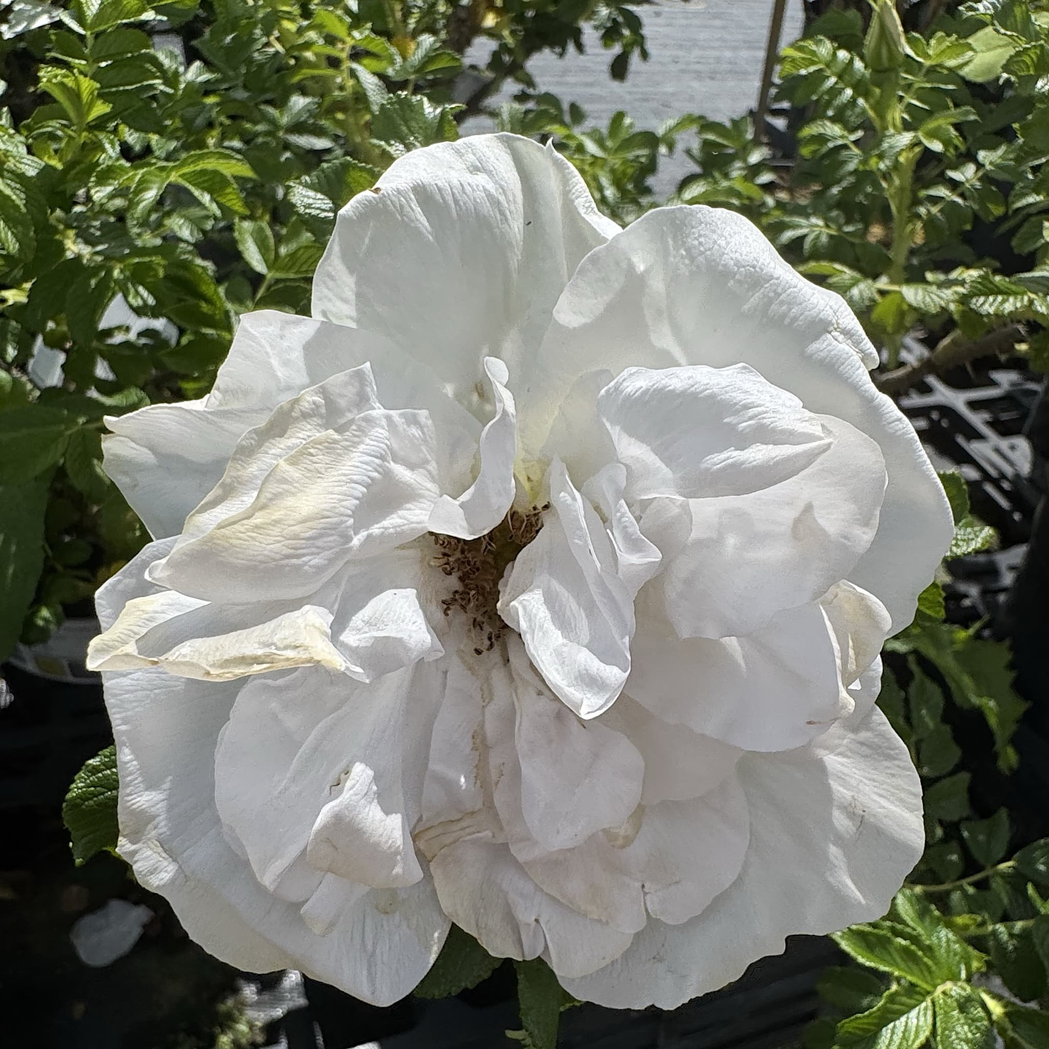 Rosa 'Blanc Double de Coubert'