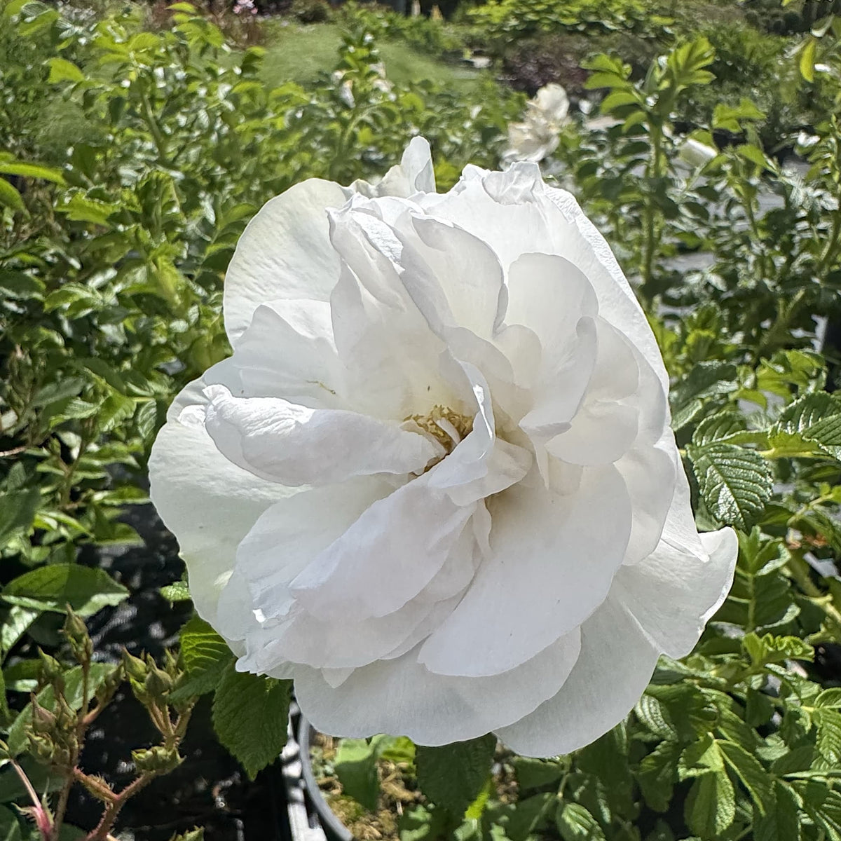 Rosa 'Blanc Double de Coubert'