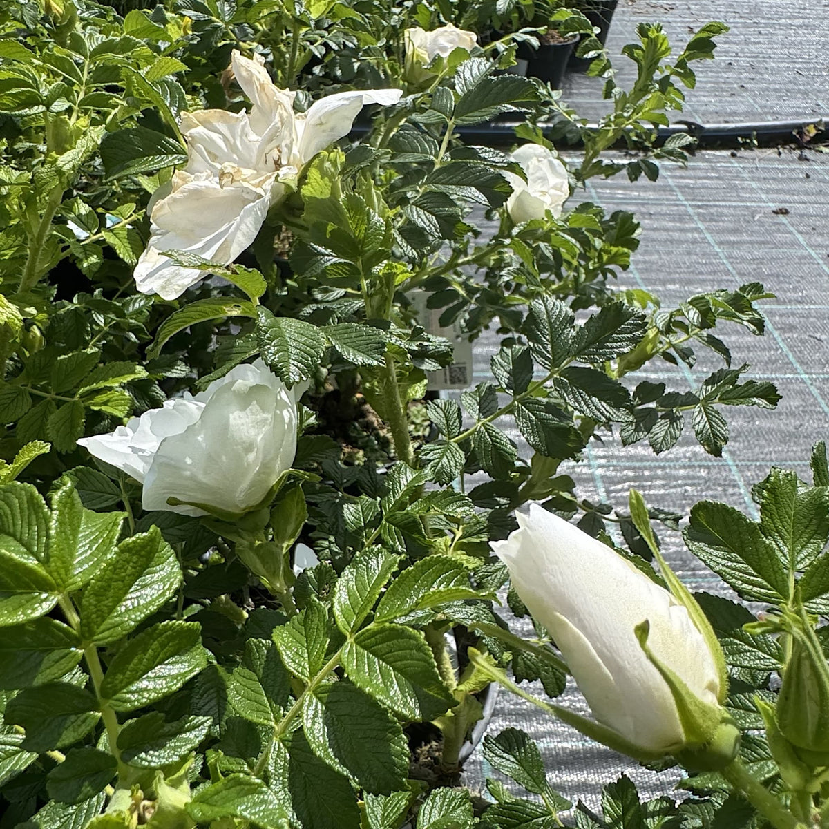 Rosa 'Blanc Double de Coubert'