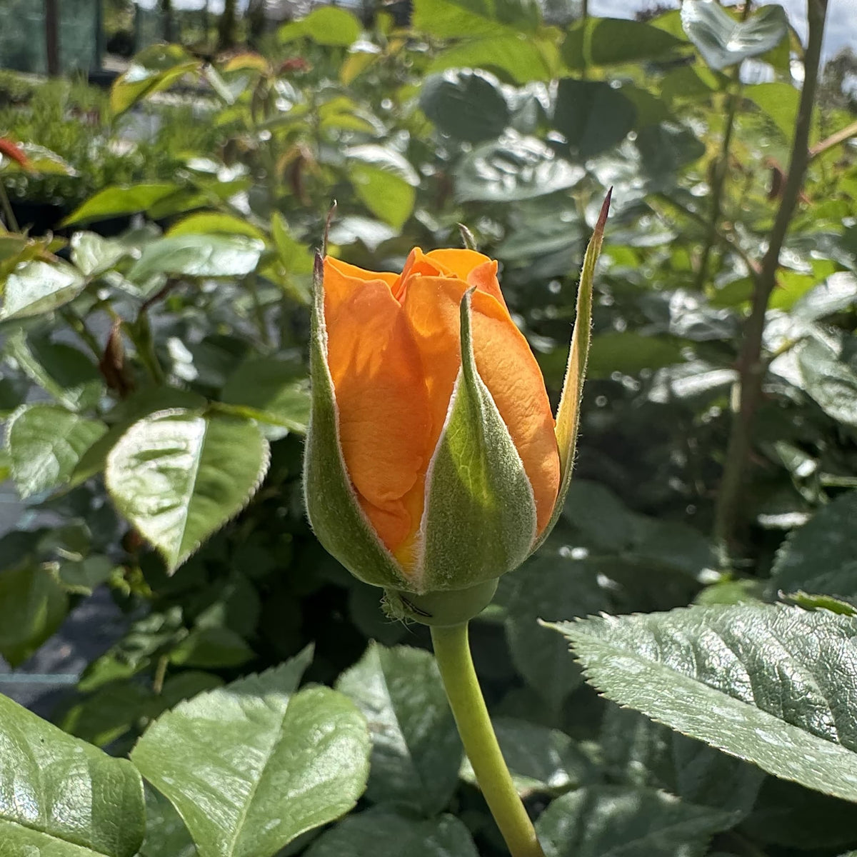 Rosa 'Absolutely Fabulous'