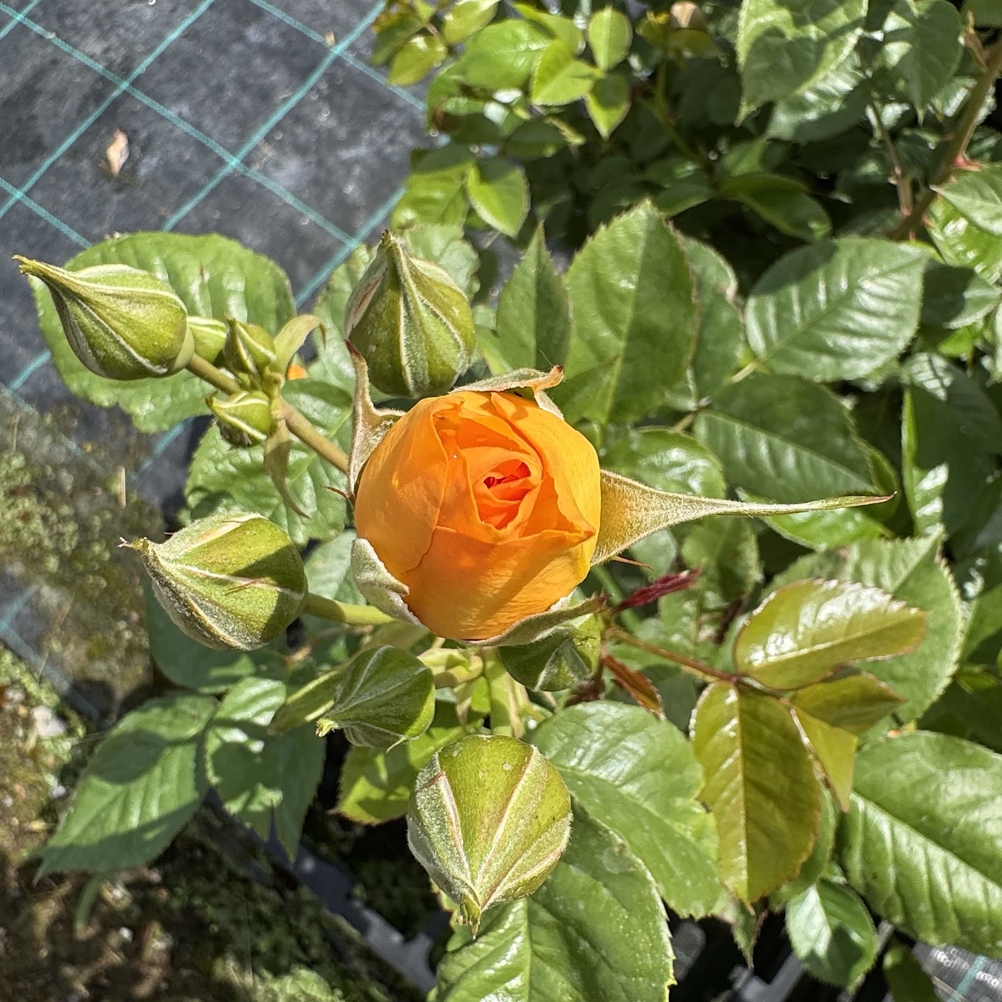 Rosa 'Absolutely Fabulous'