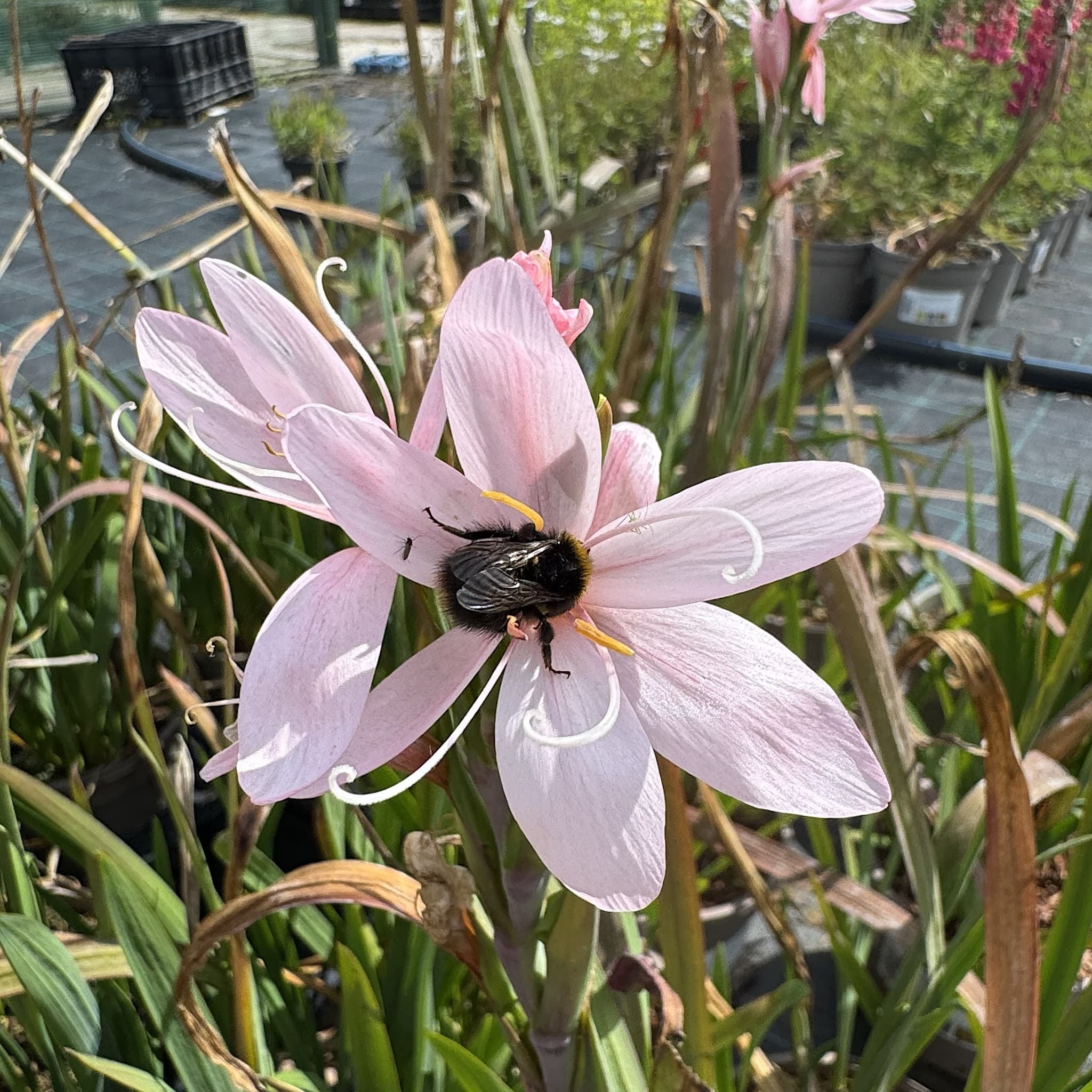 Schizostylis coccinea 'Mrs Hegarty'
