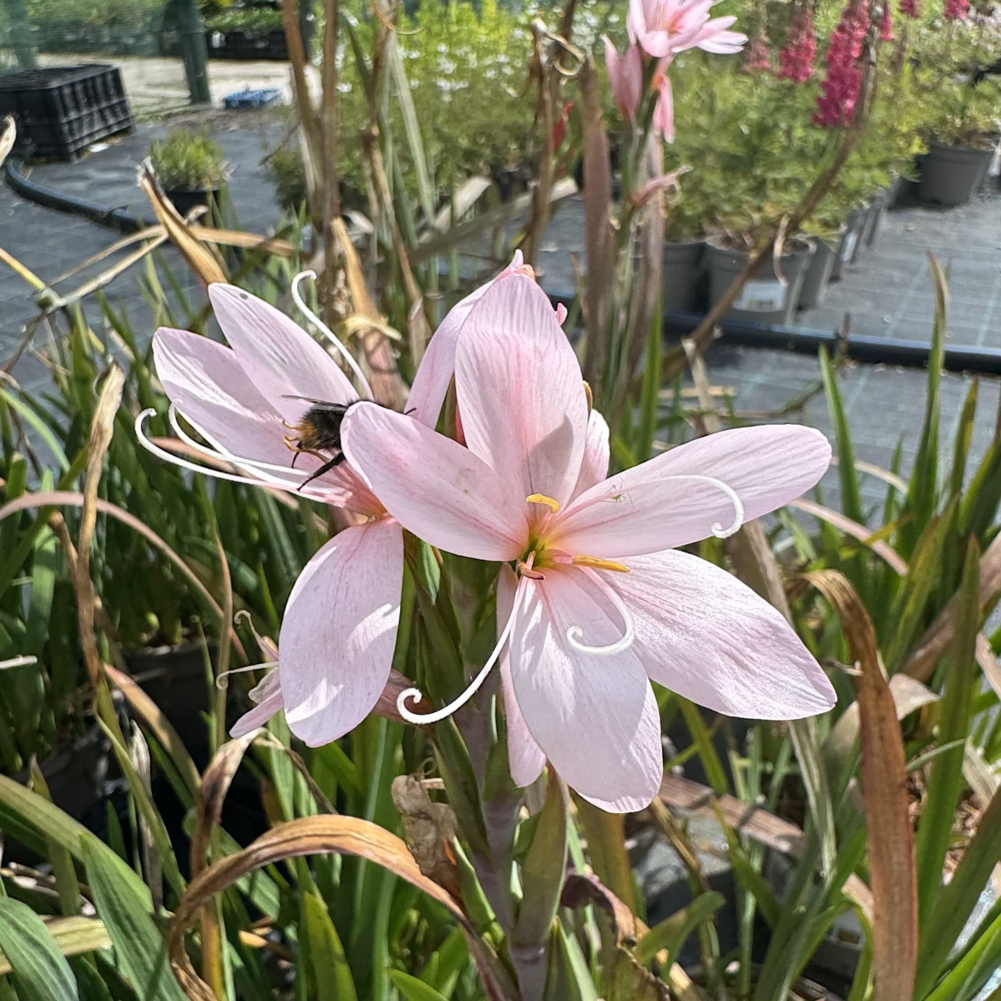 Schizostylis coccinea 'Mrs Hegarty'