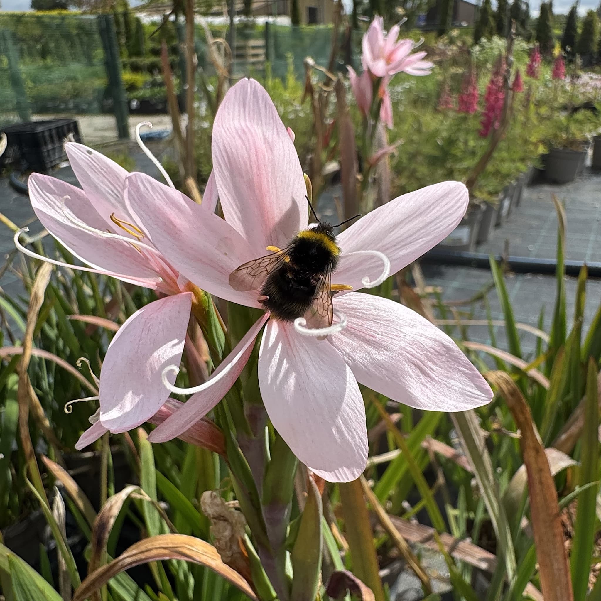 Schizostylis coccinea 'Mrs Hegarty'