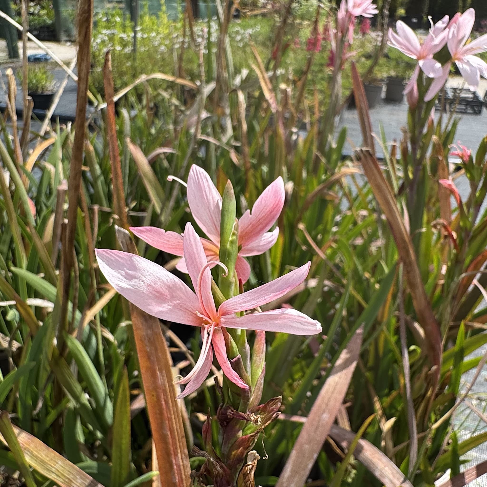 Schizostylis coccinea 'Mrs Hegarty'