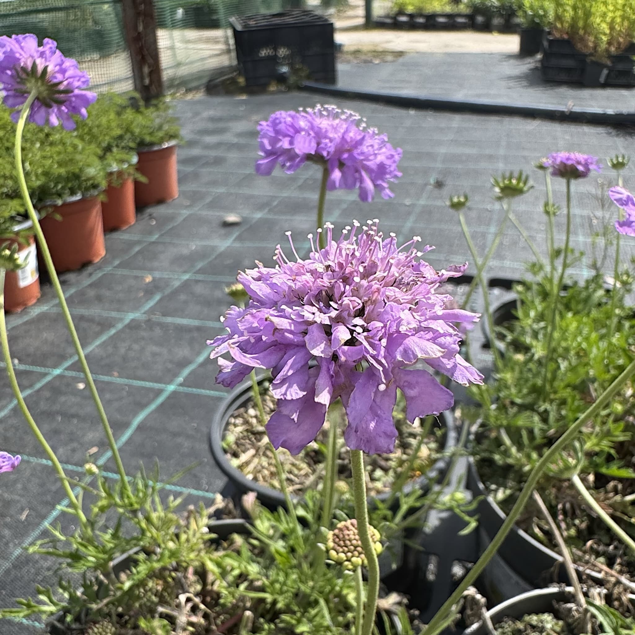 Scabiosa 'Butterfly Blue'