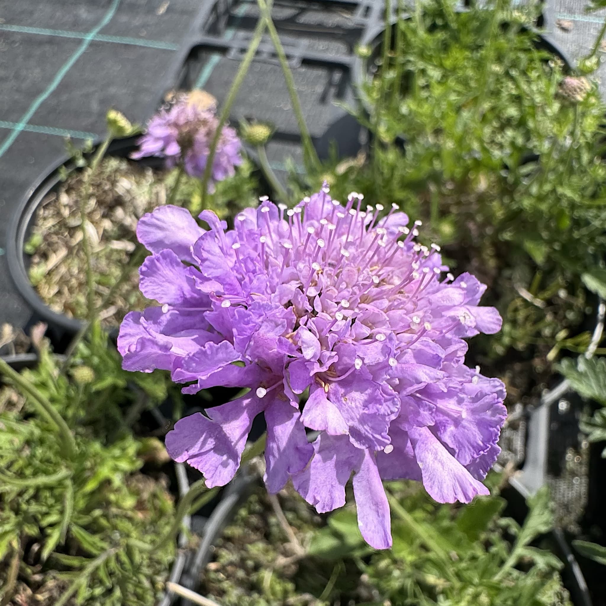 Scabiosa 'Butterfly Blue'