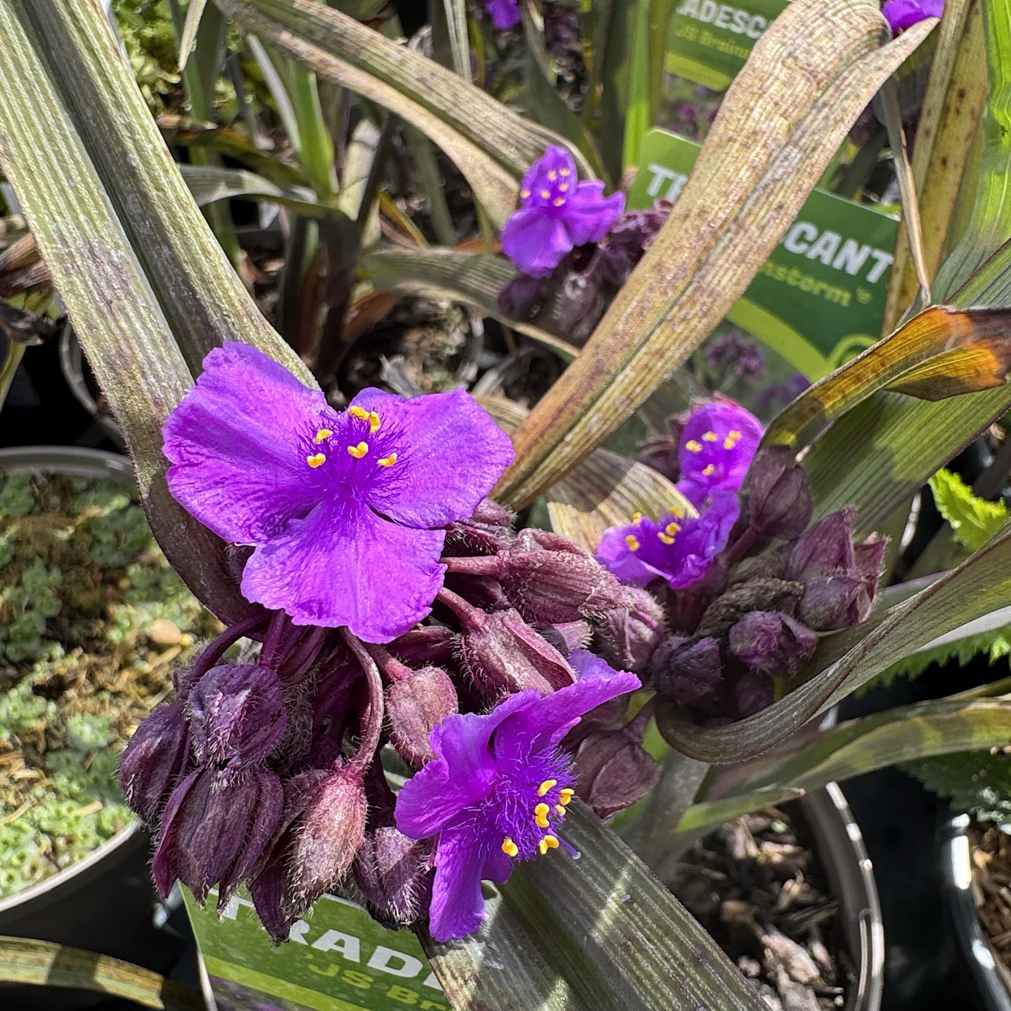 Tradescantia (Andersoniana Group) 'JS Brainstorm'