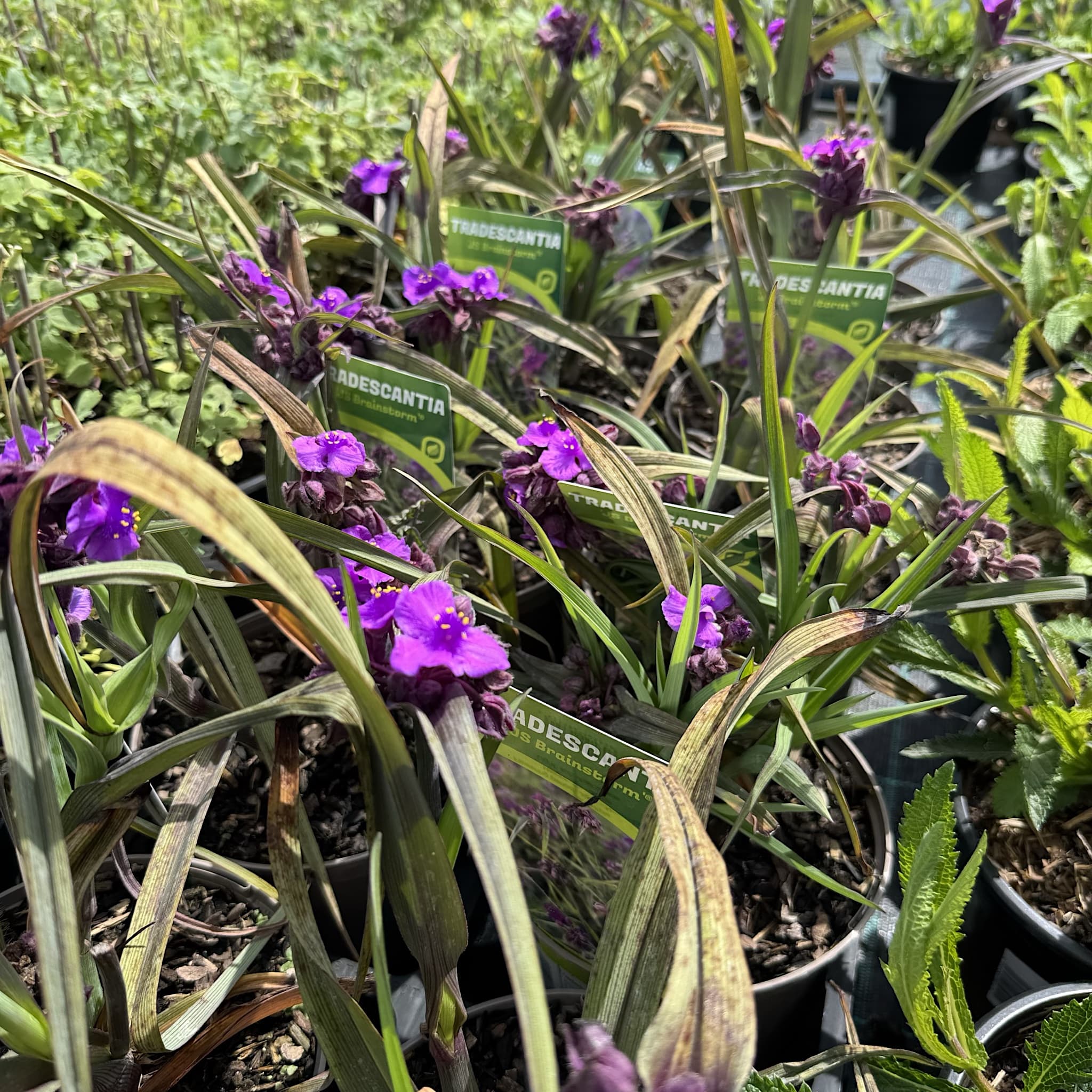 Tradescantia (Andersoniana Group) 'JS Brainstorm'