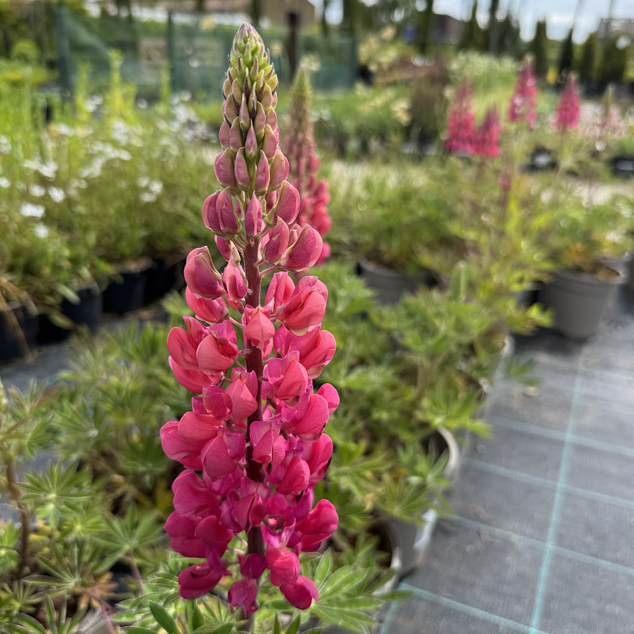 Lupinus 'Red Rum'