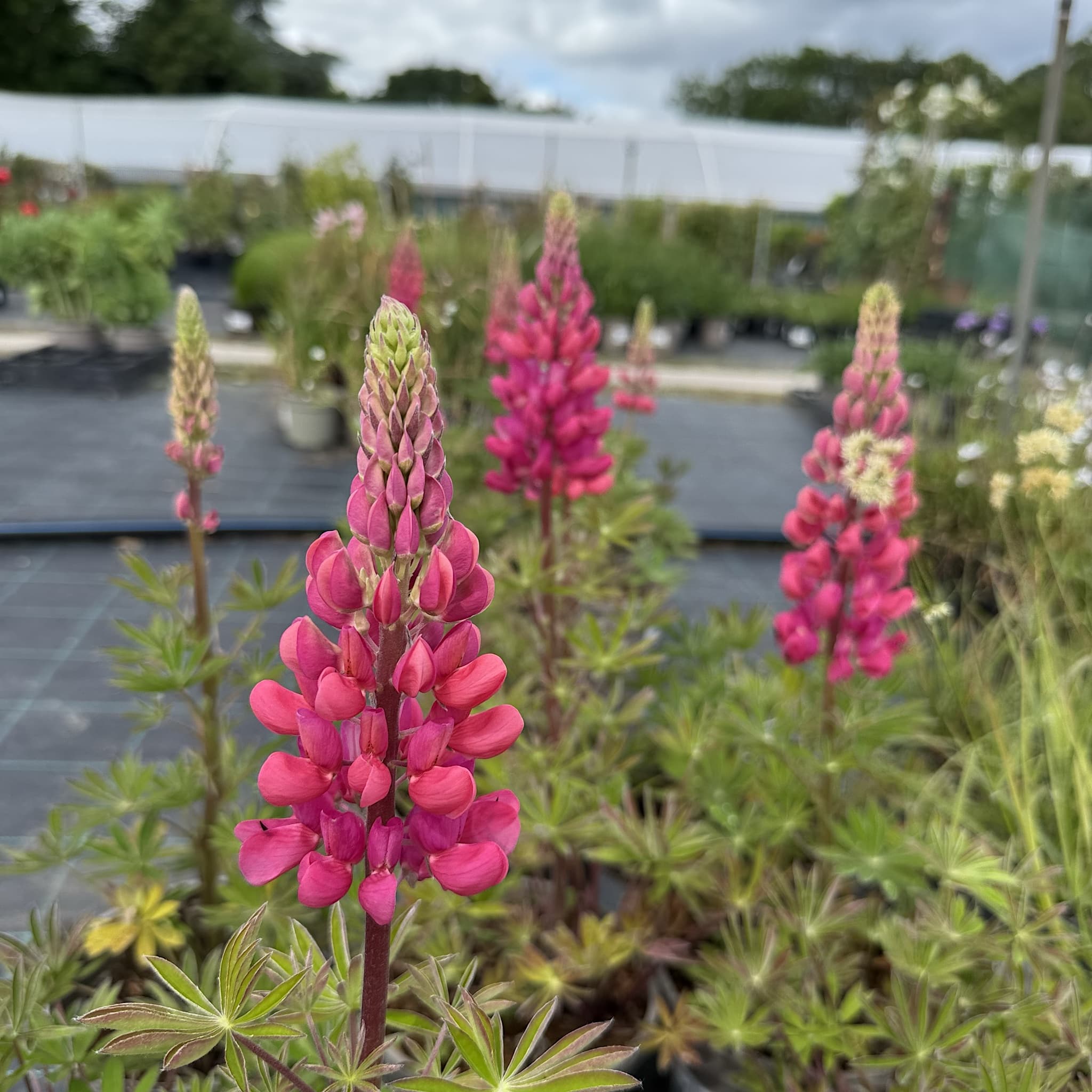 Lupinus 'Red Rum'