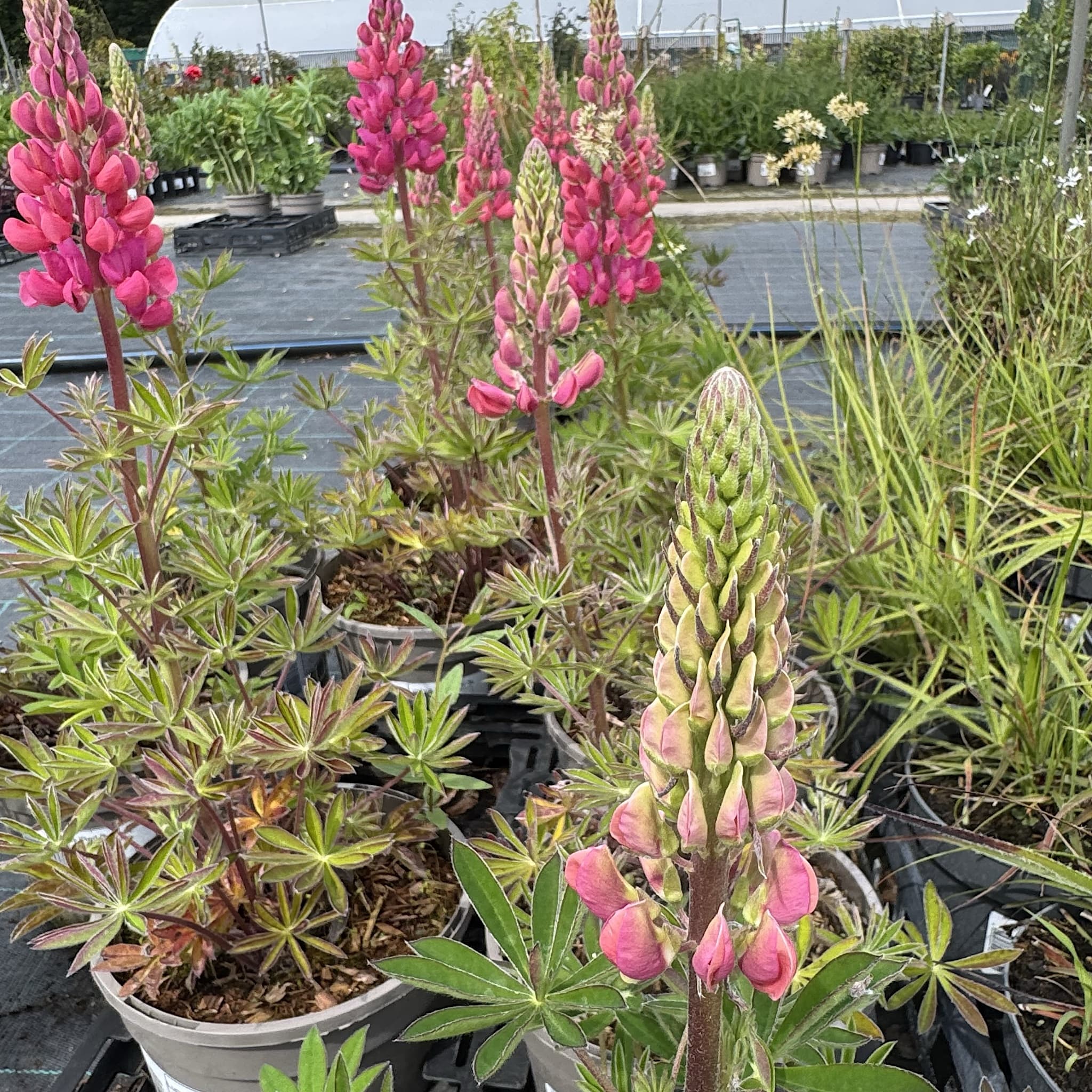 Lupinus 'Red Rum'