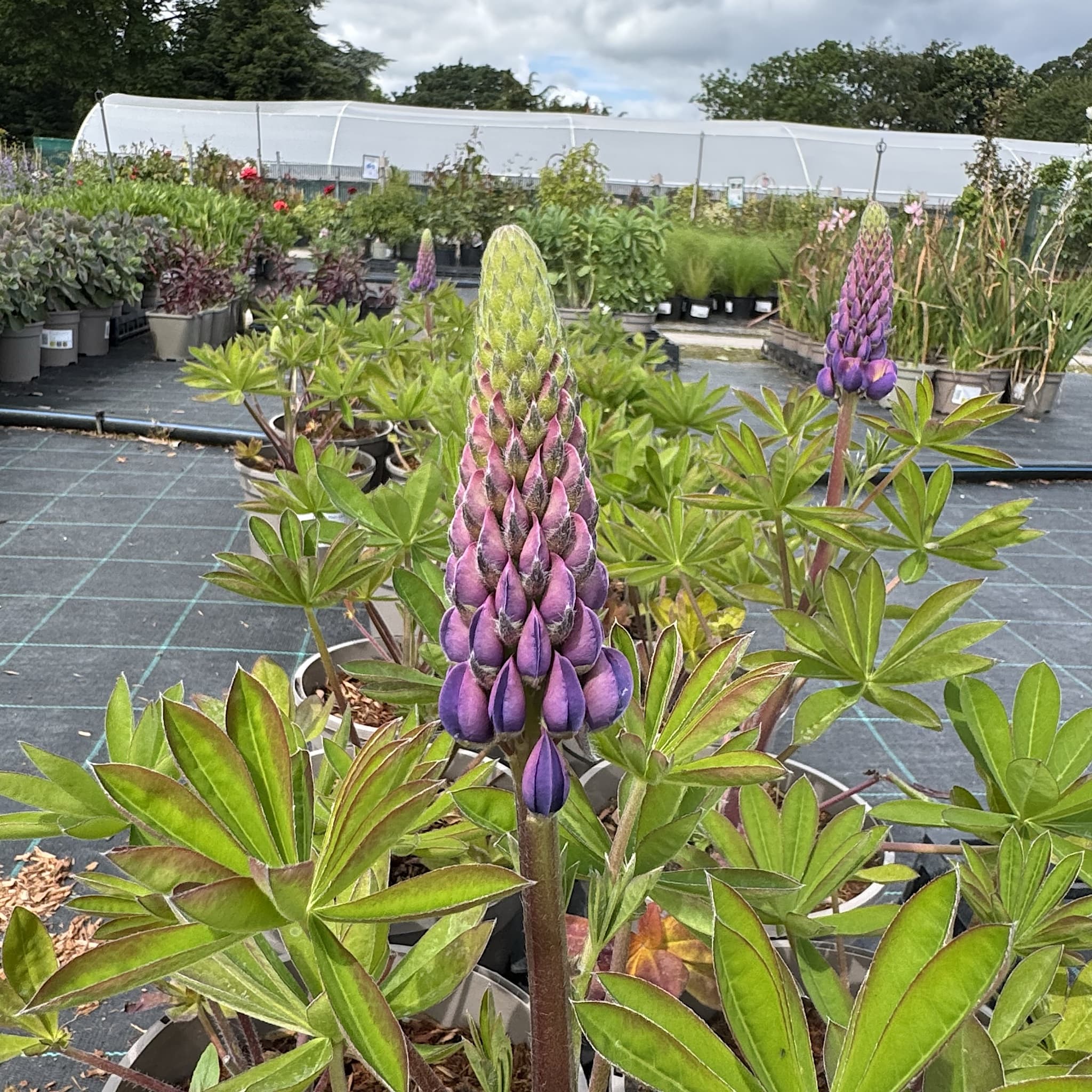 Lupinus 'Magic Lantern'