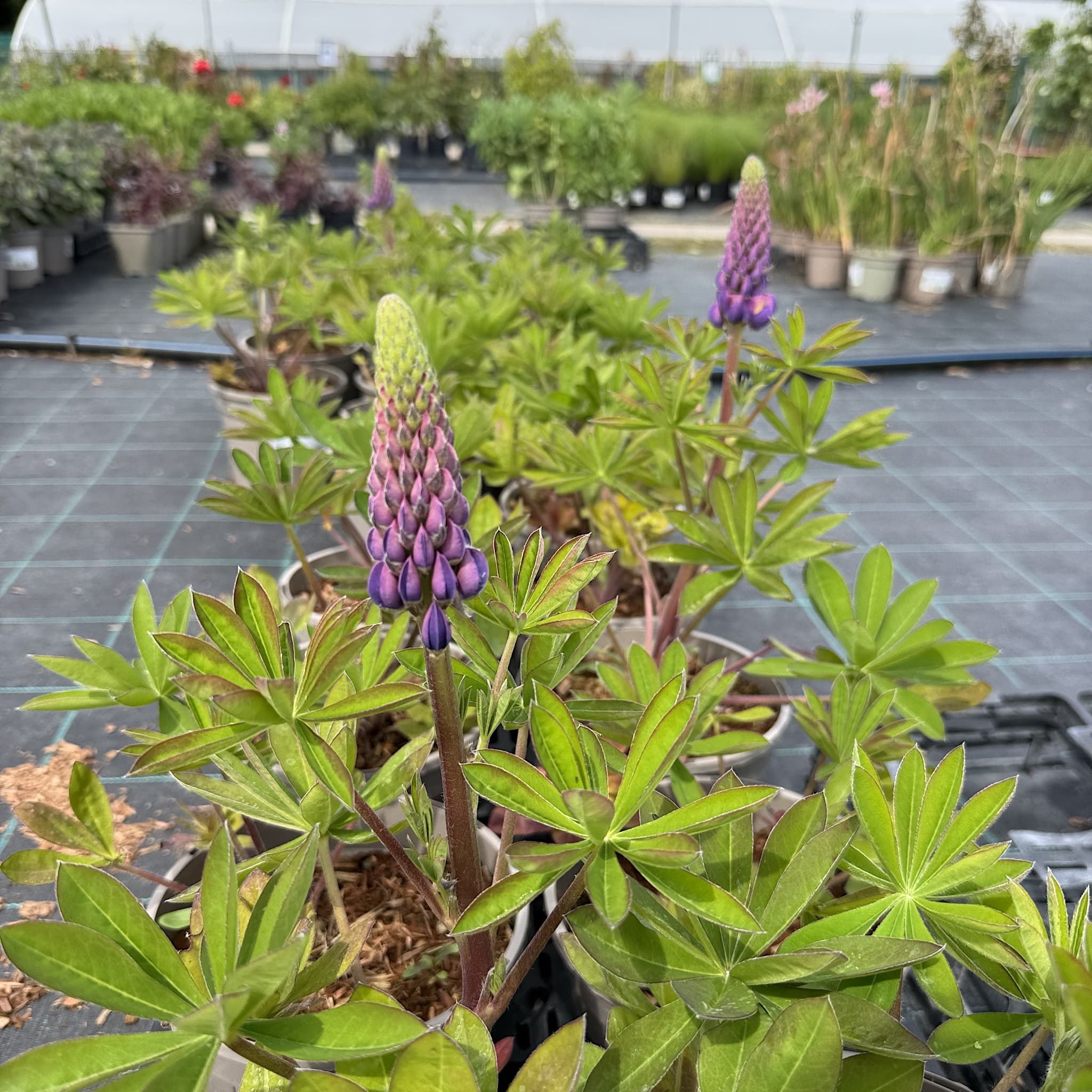 Lupinus 'Magic Lantern'