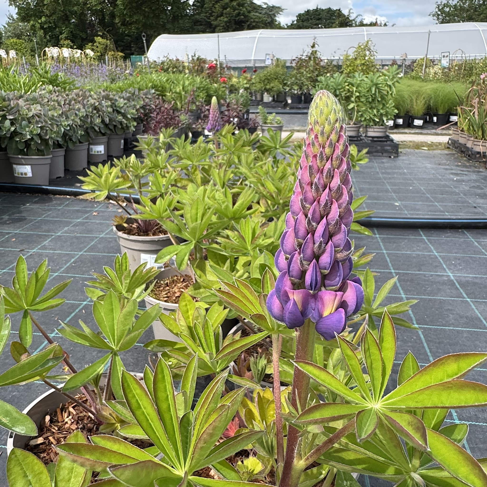 Lupinus 'Magic Lantern'
