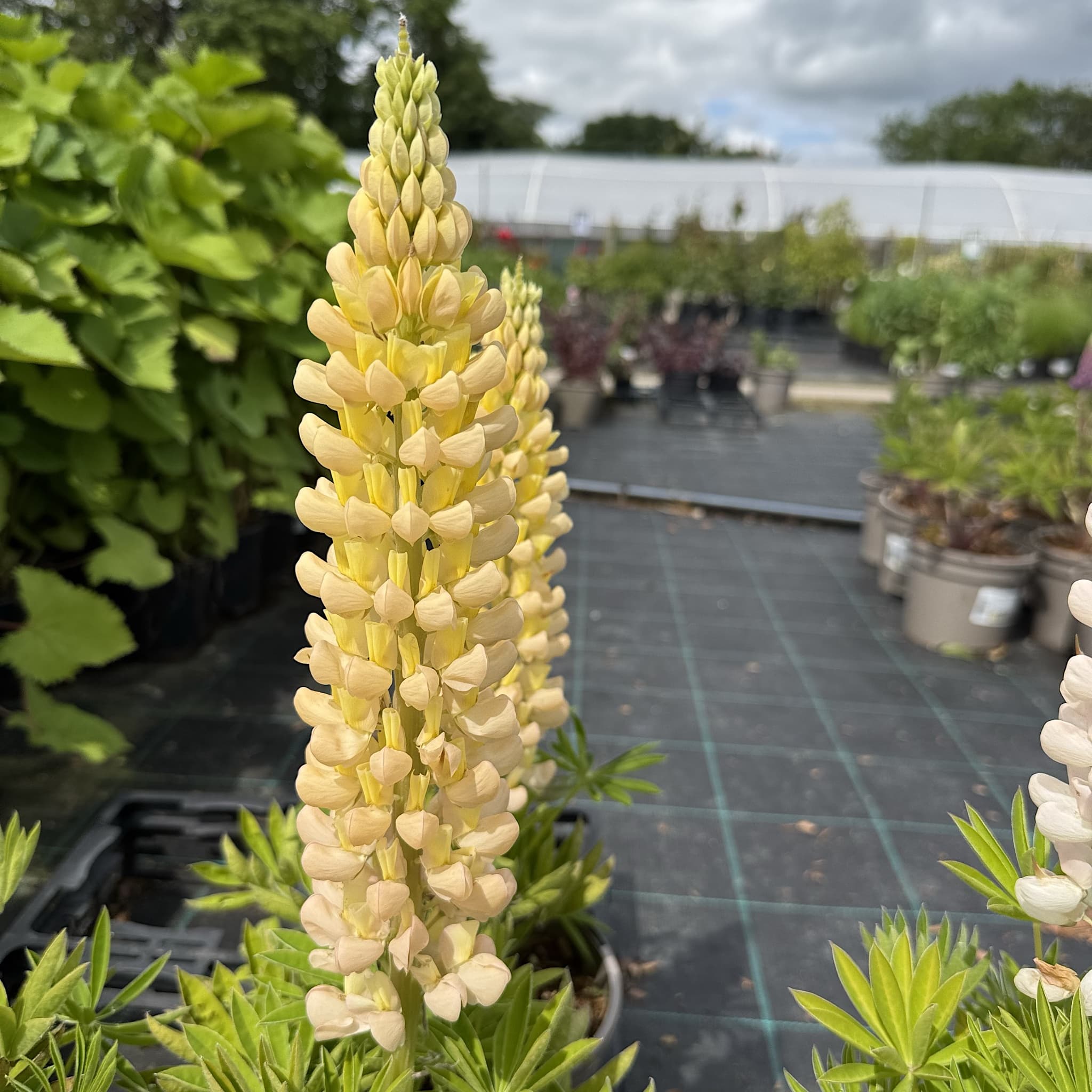 Lupinus ‘Desert Sun’