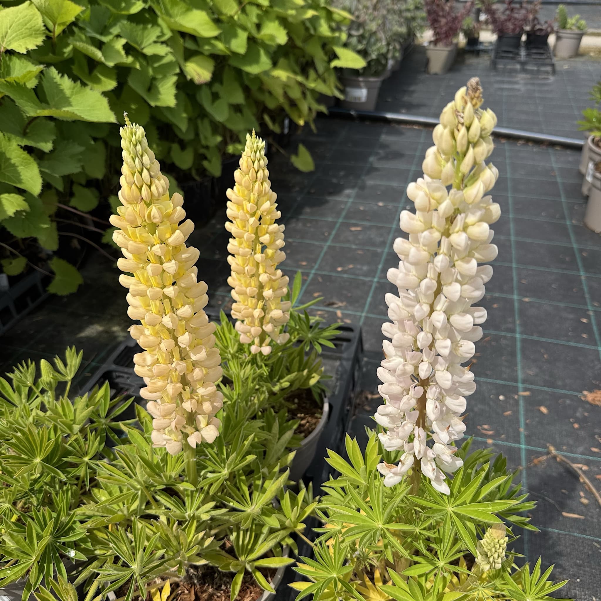 Lupinus ‘Desert Sun’