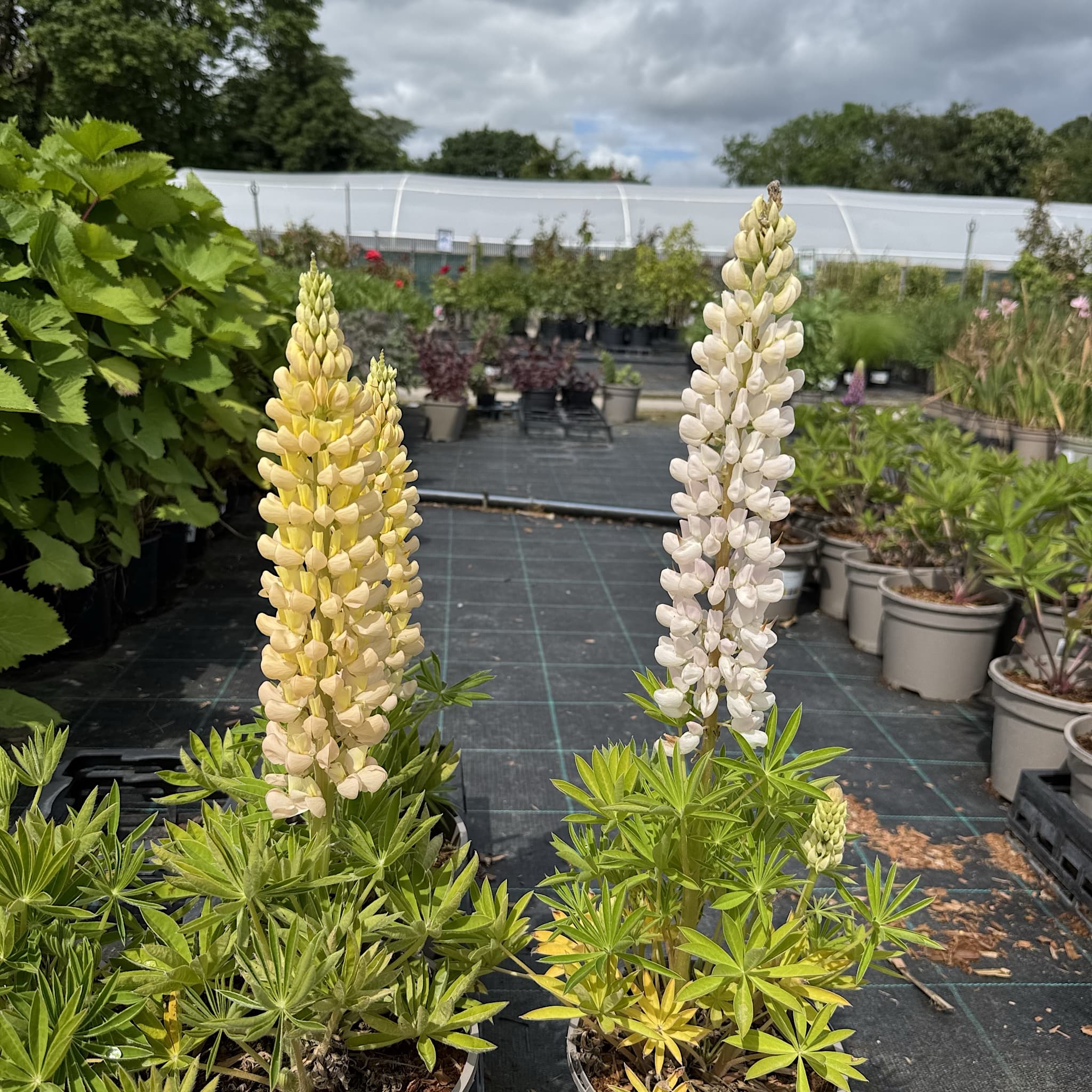 Lupinus ‘Desert Sun’