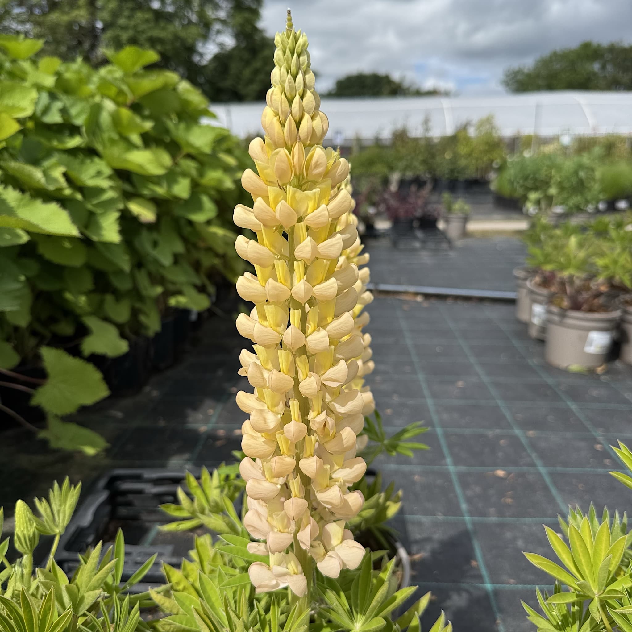 Lupinus ‘Desert Sun’