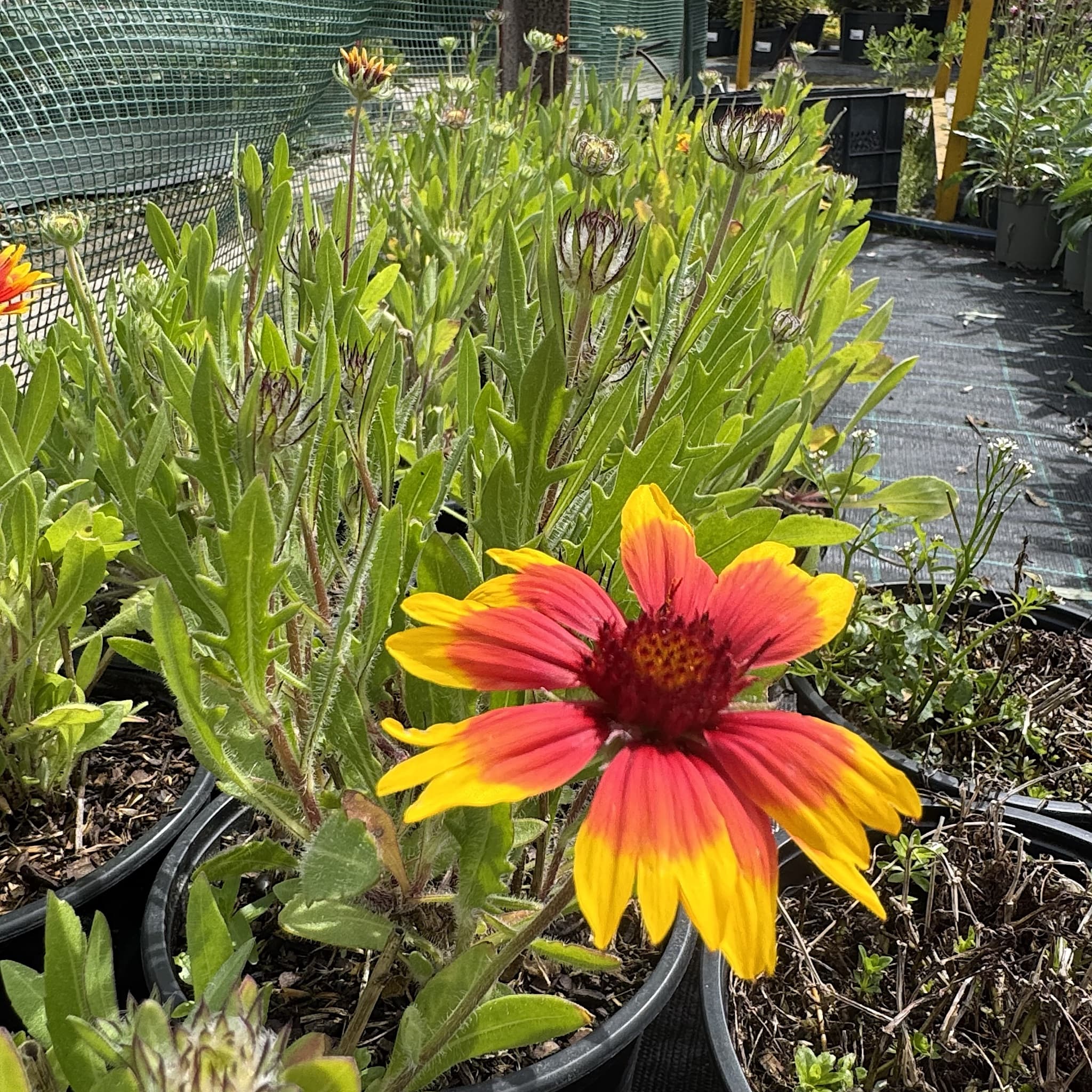 Gaillardia 'Kobold'