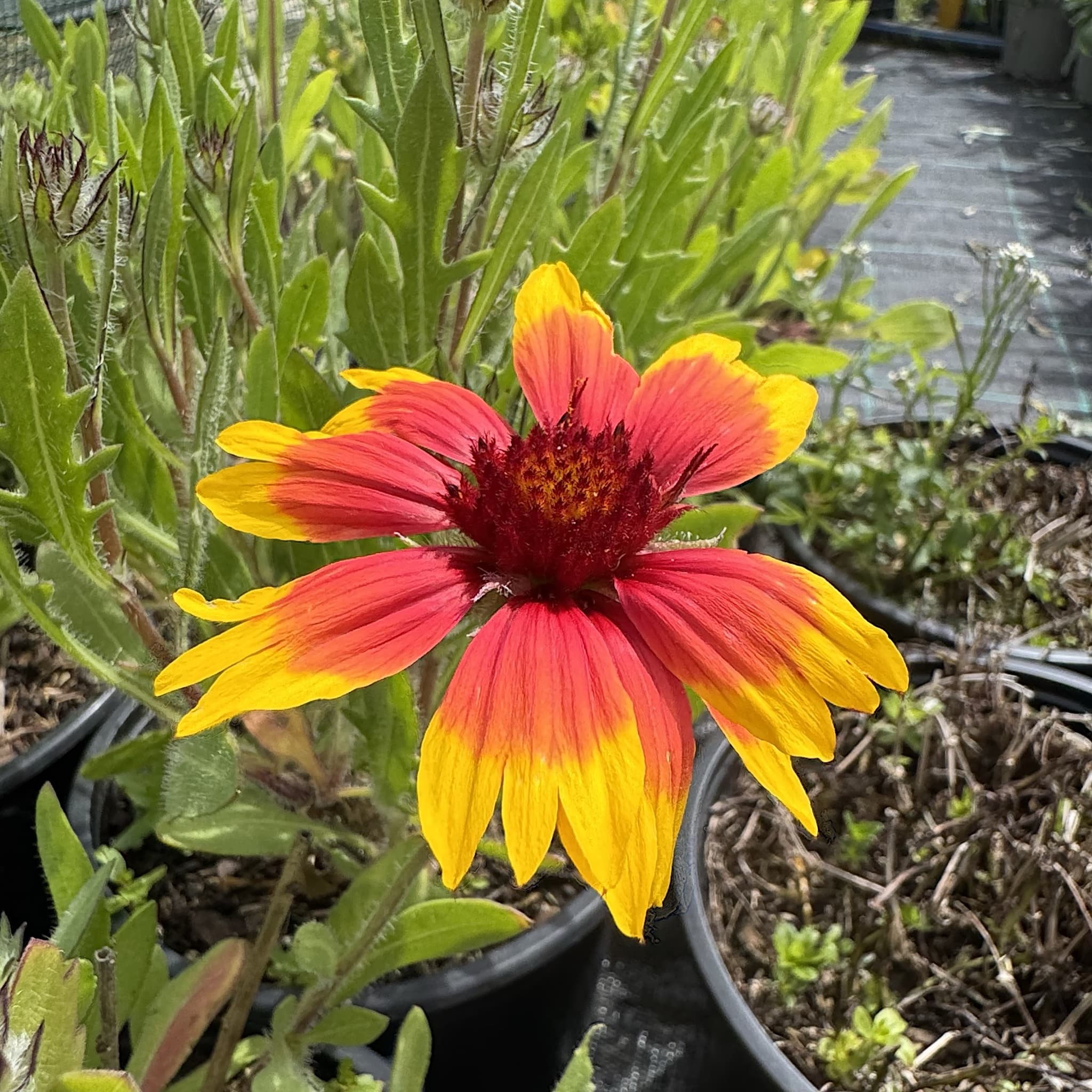 Gaillardia 'Kobold'