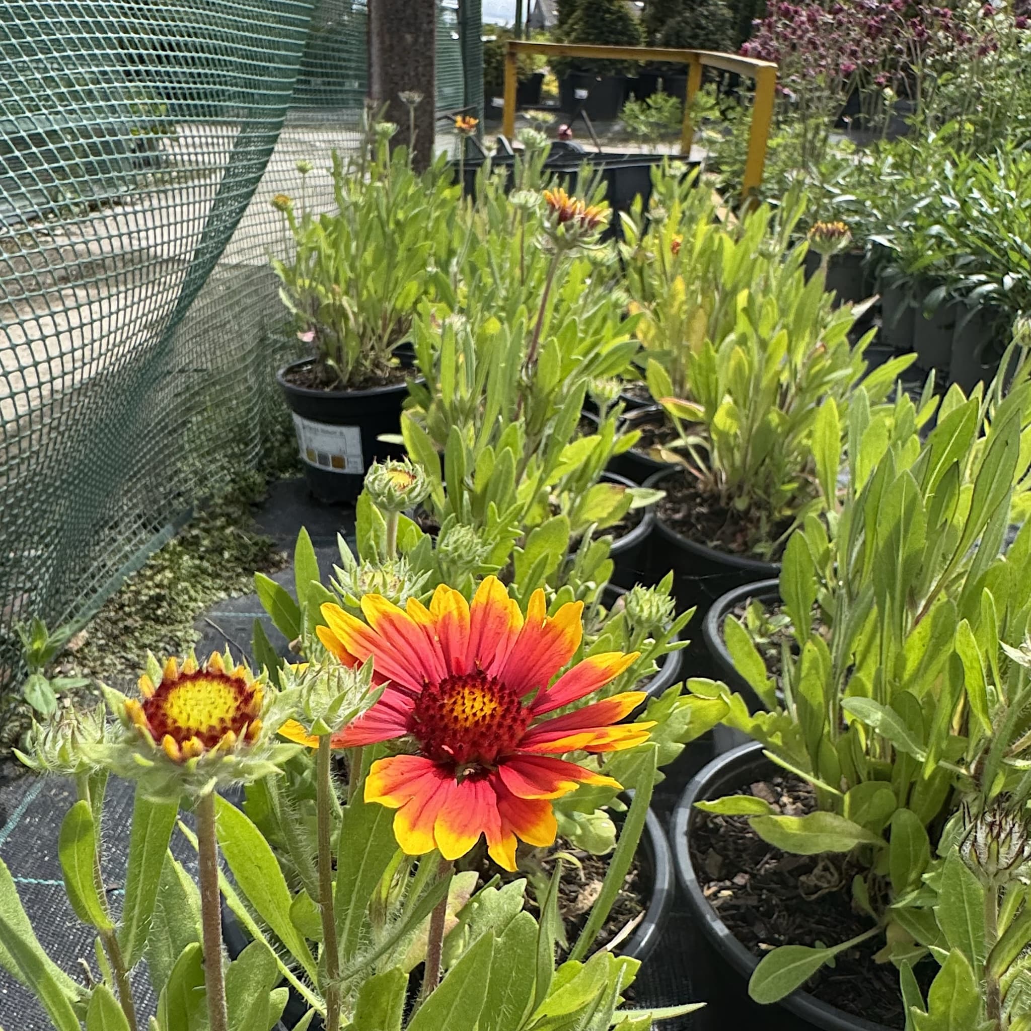 Gaillardia 'Kobold'
