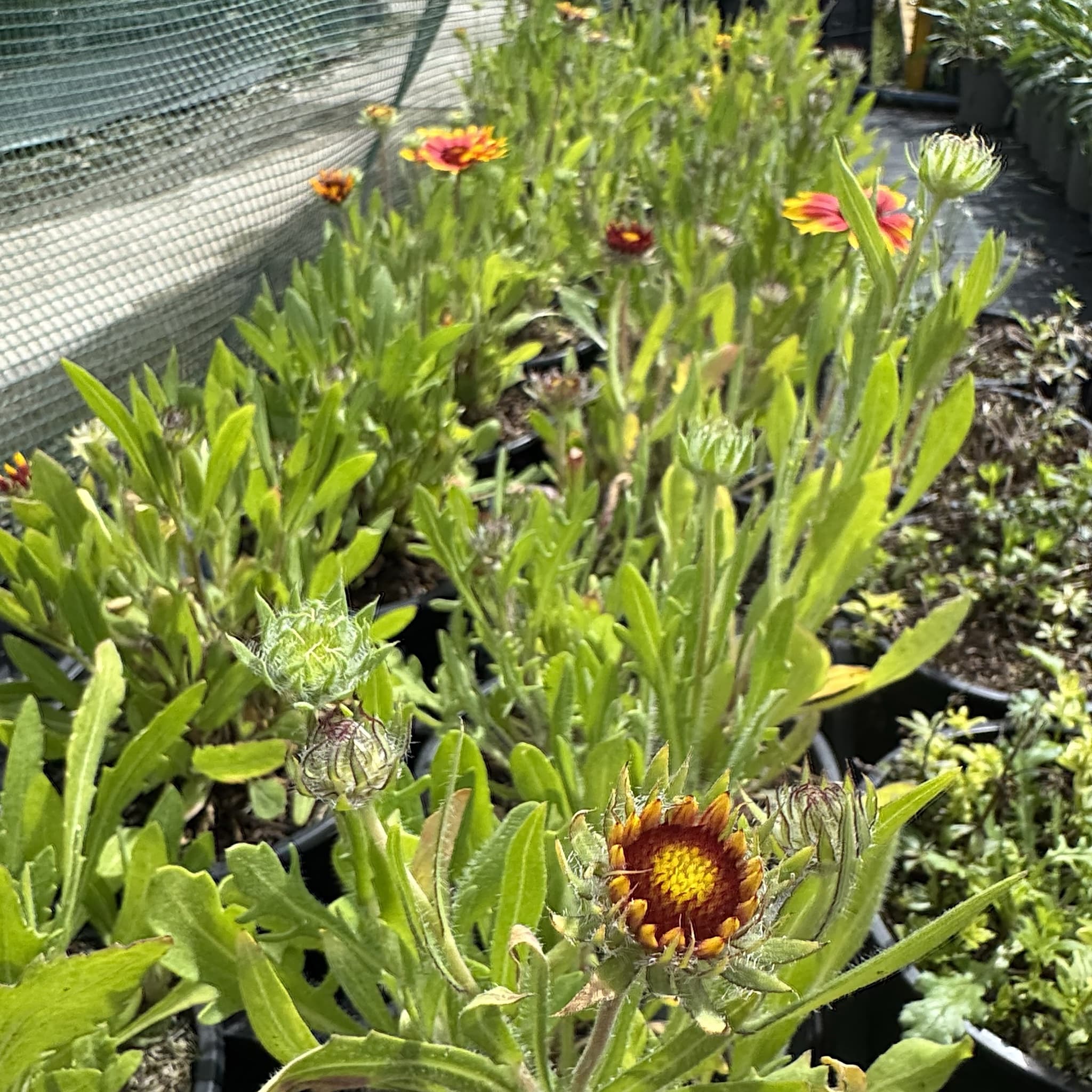 Gaillardia 'Kobold'