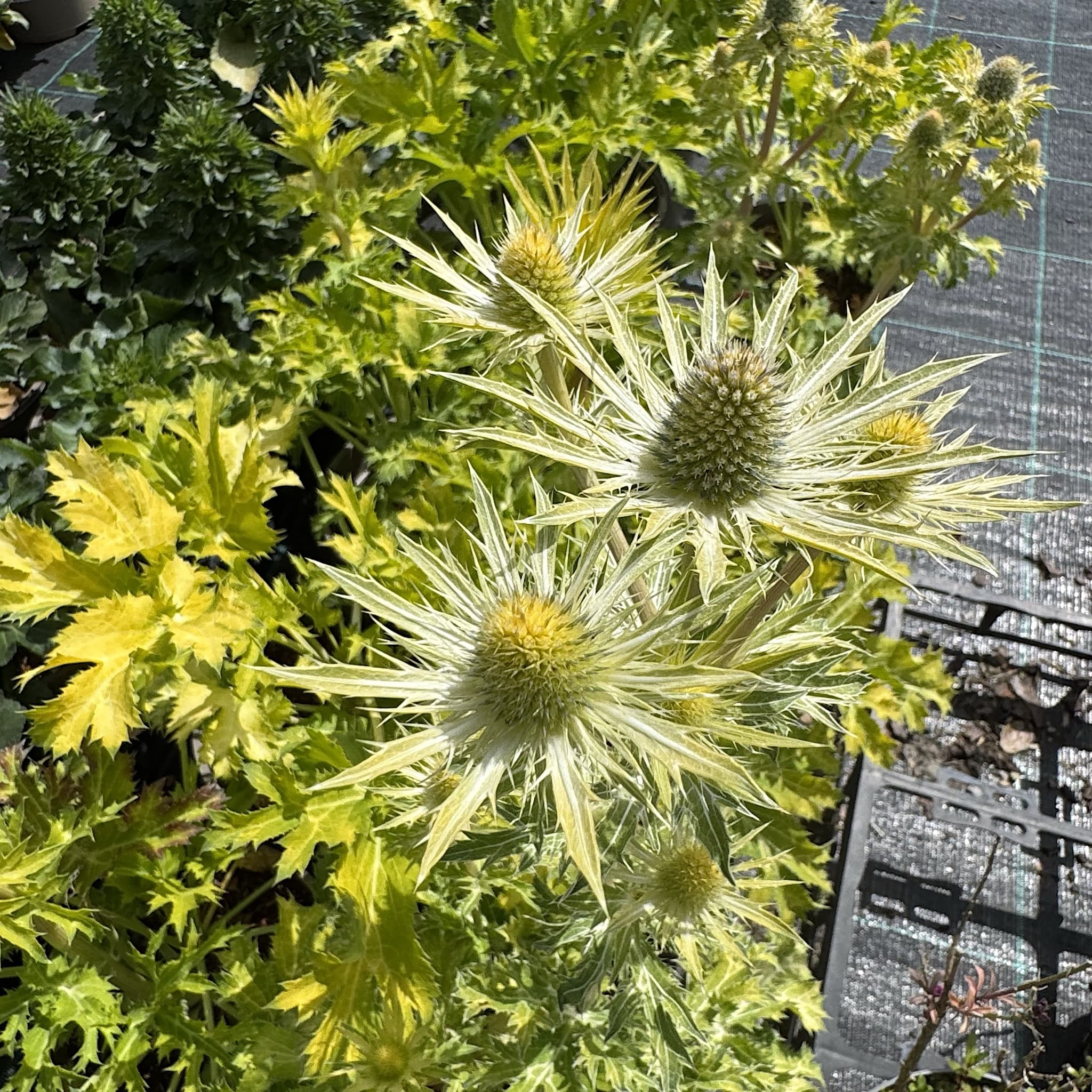 Eryngium 'Neptunes Gold’