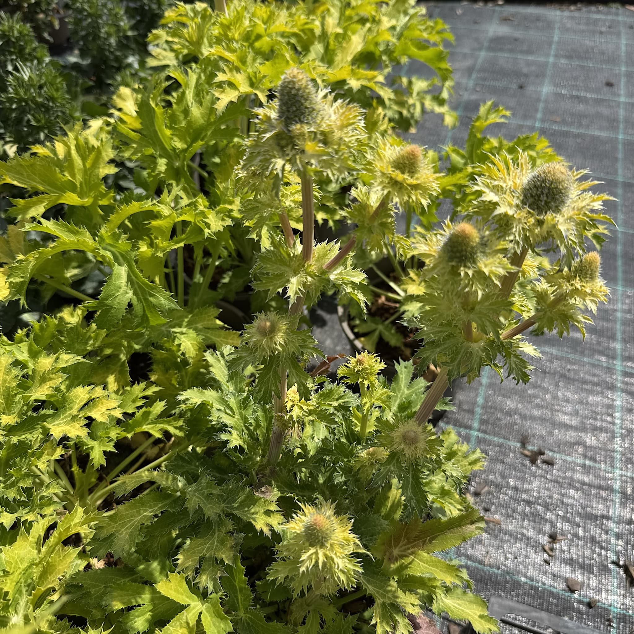 Eryngium 'Neptunes Gold’