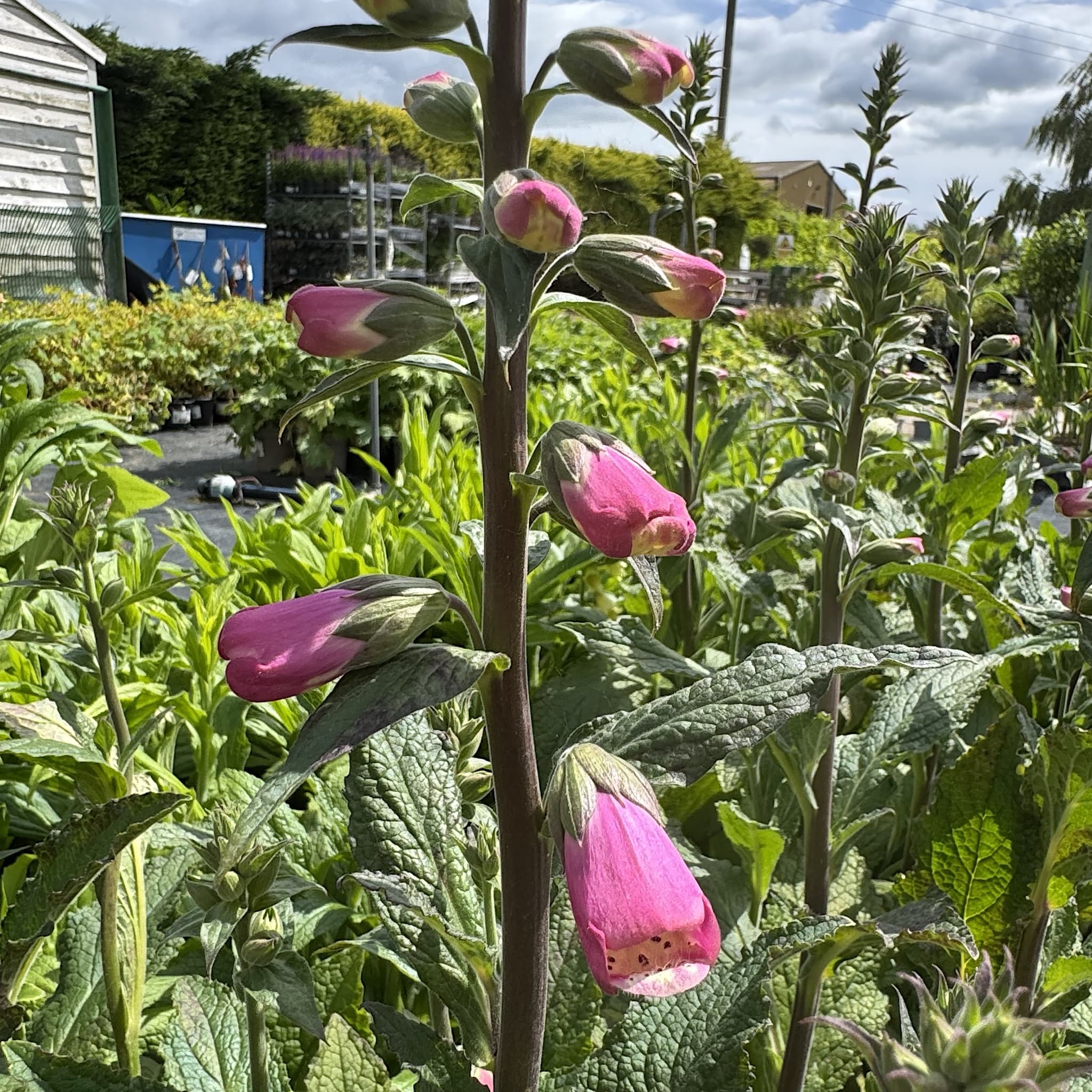 Digitalis 'Panther'