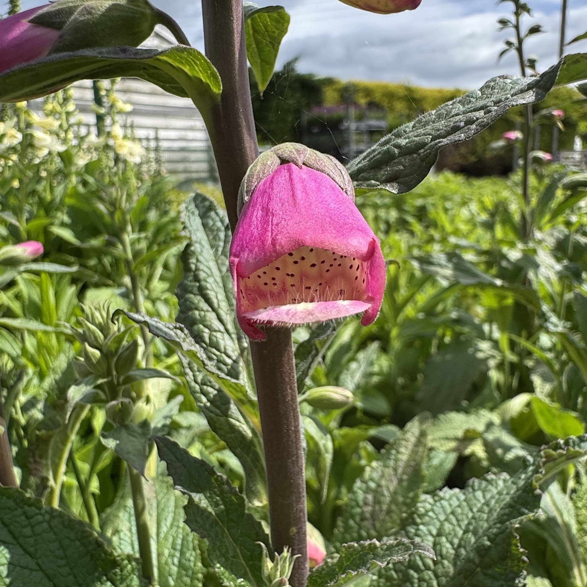 Digitalis 'Panther'