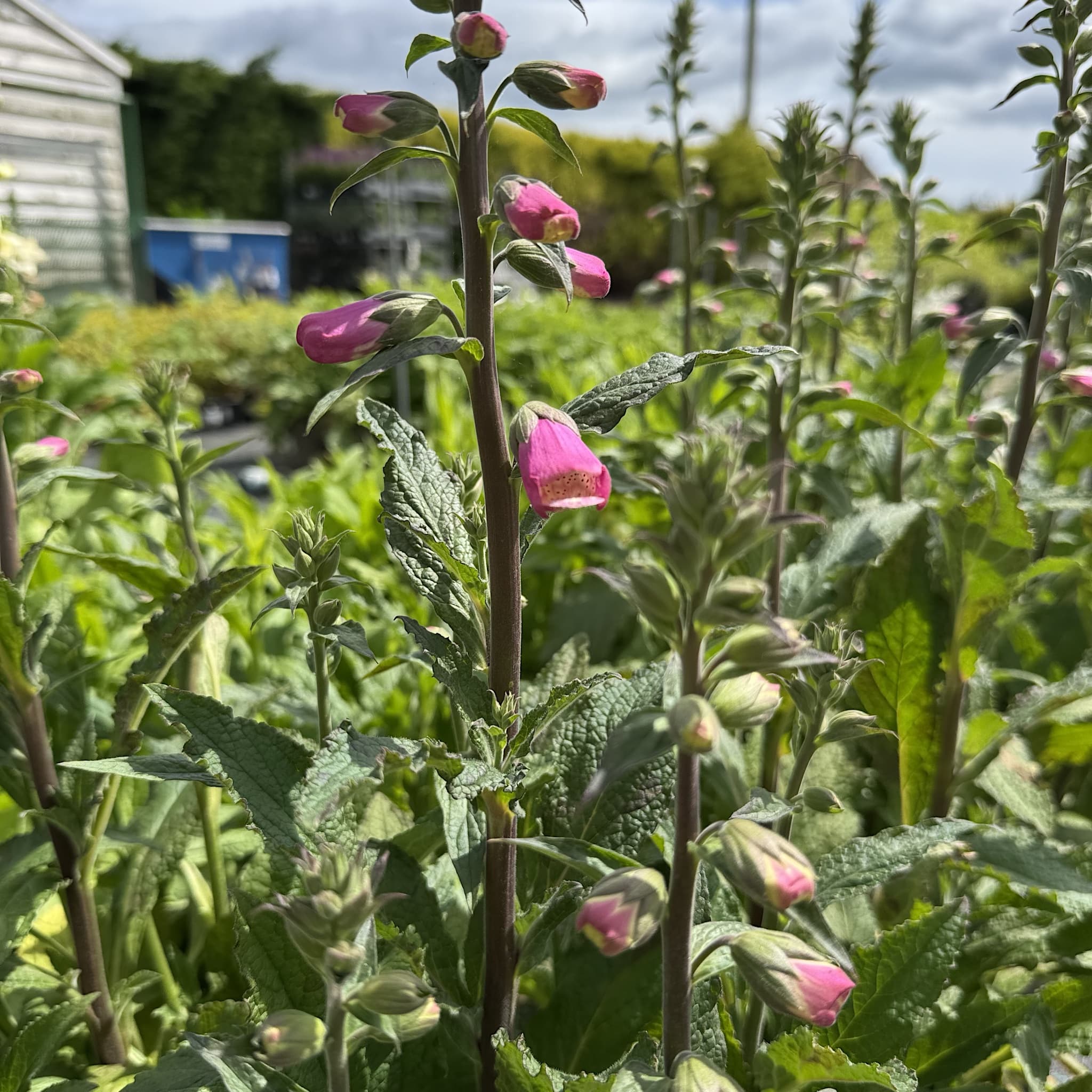 Digitalis 'Panther'