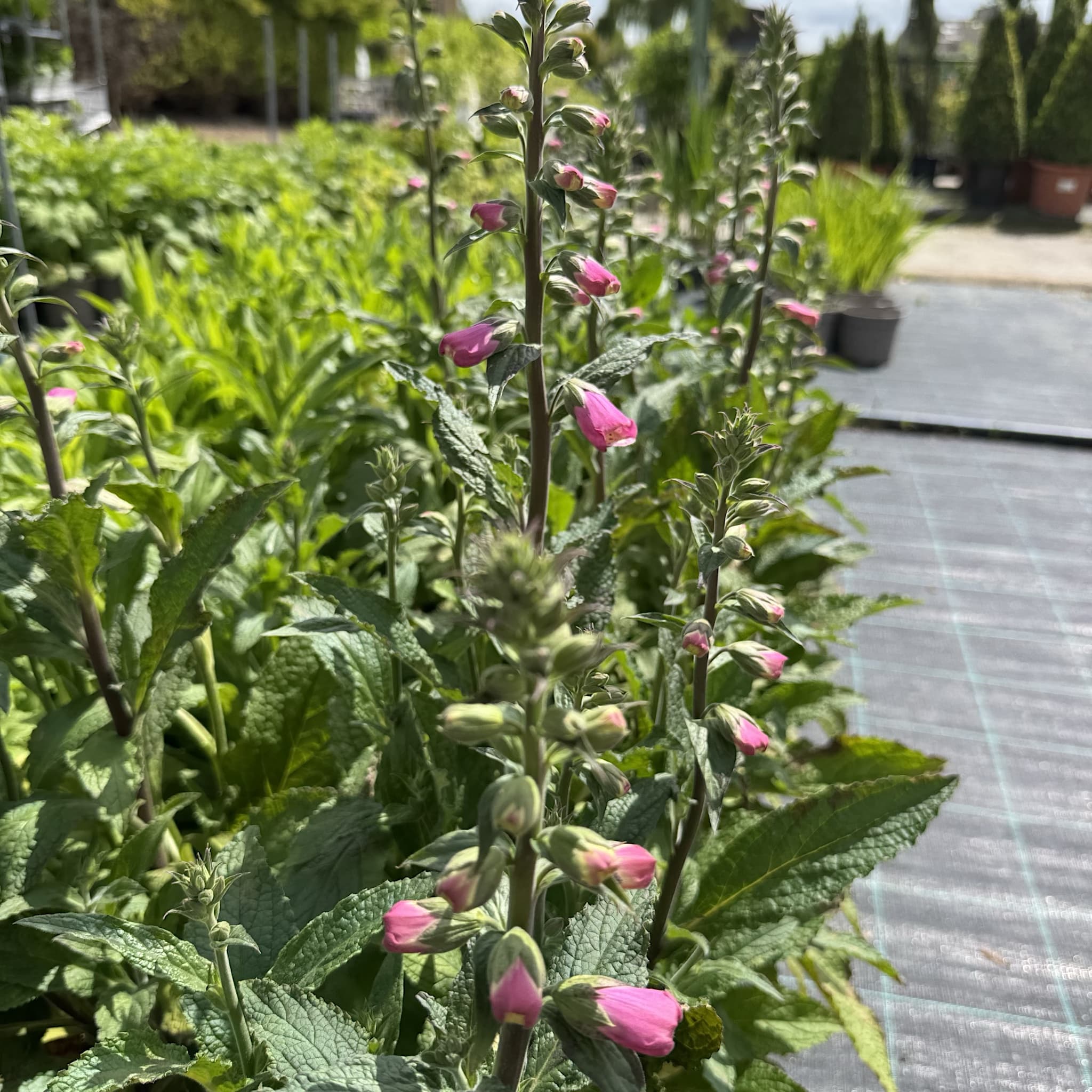 Digitalis 'Panther'