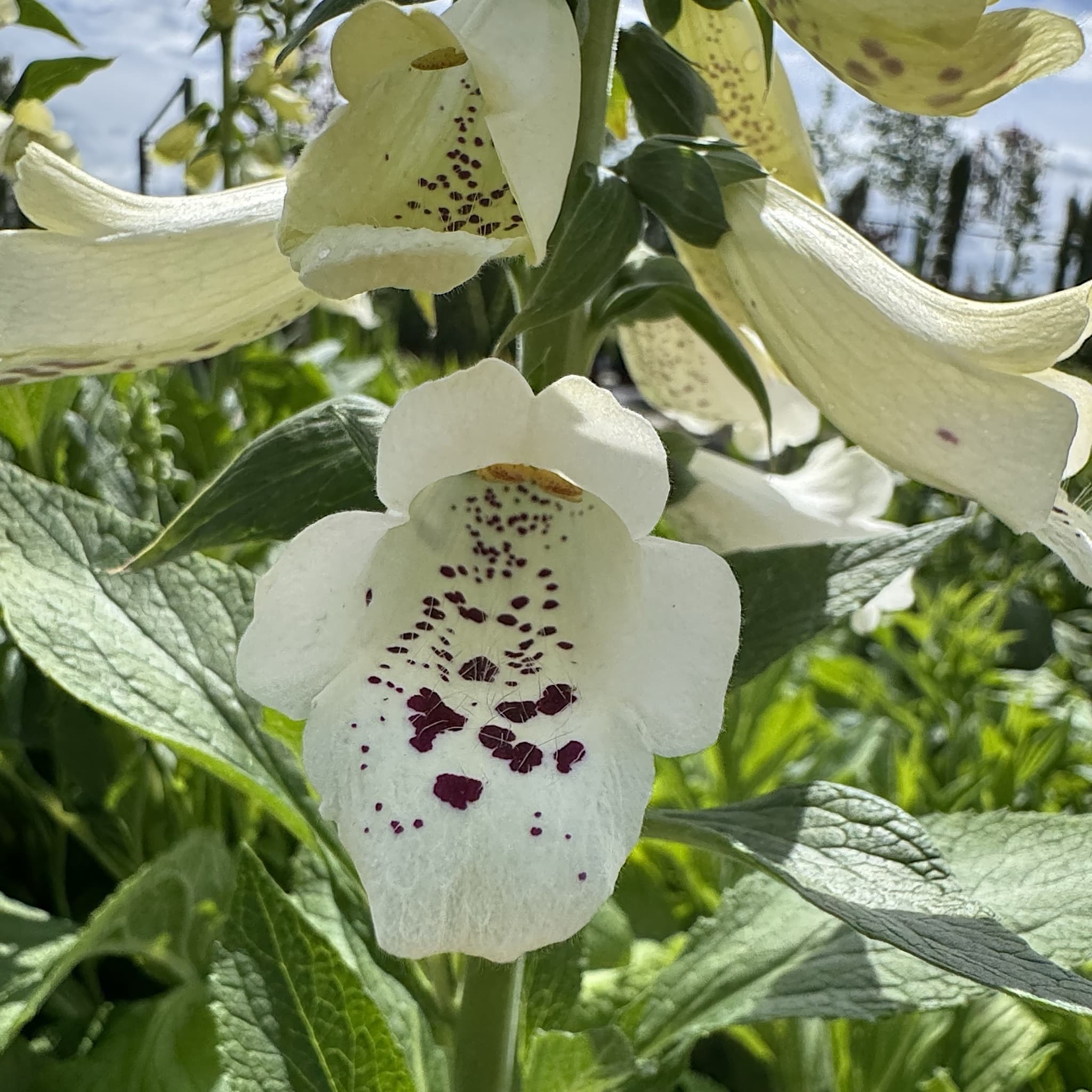 Digitalis 'Dalmatian White'
