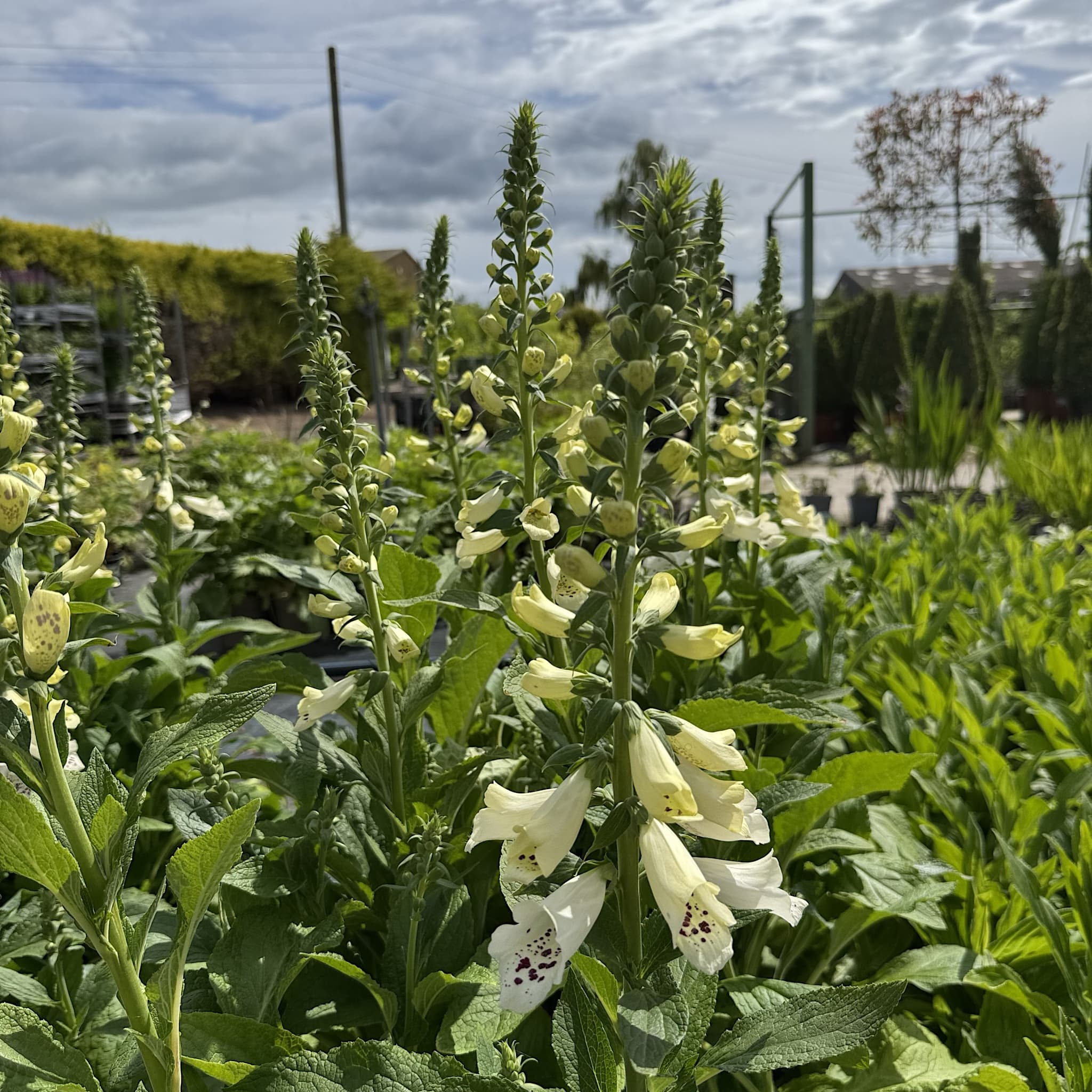 Digitalis 'Dalmatian White'