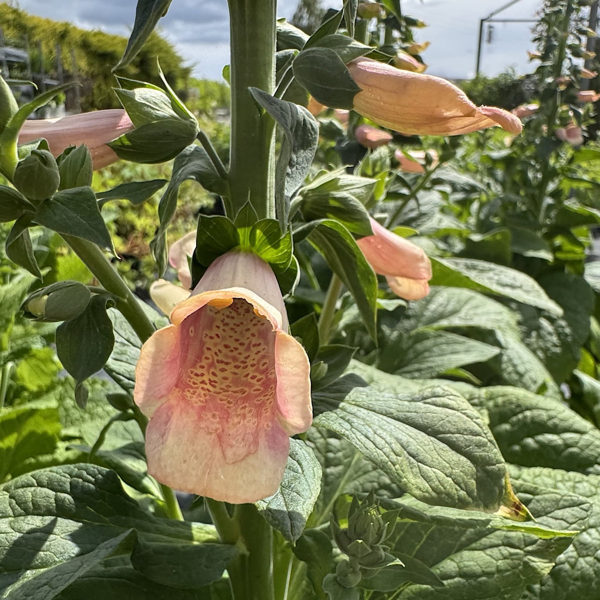 Digitalis 'Dalmatian Peach'