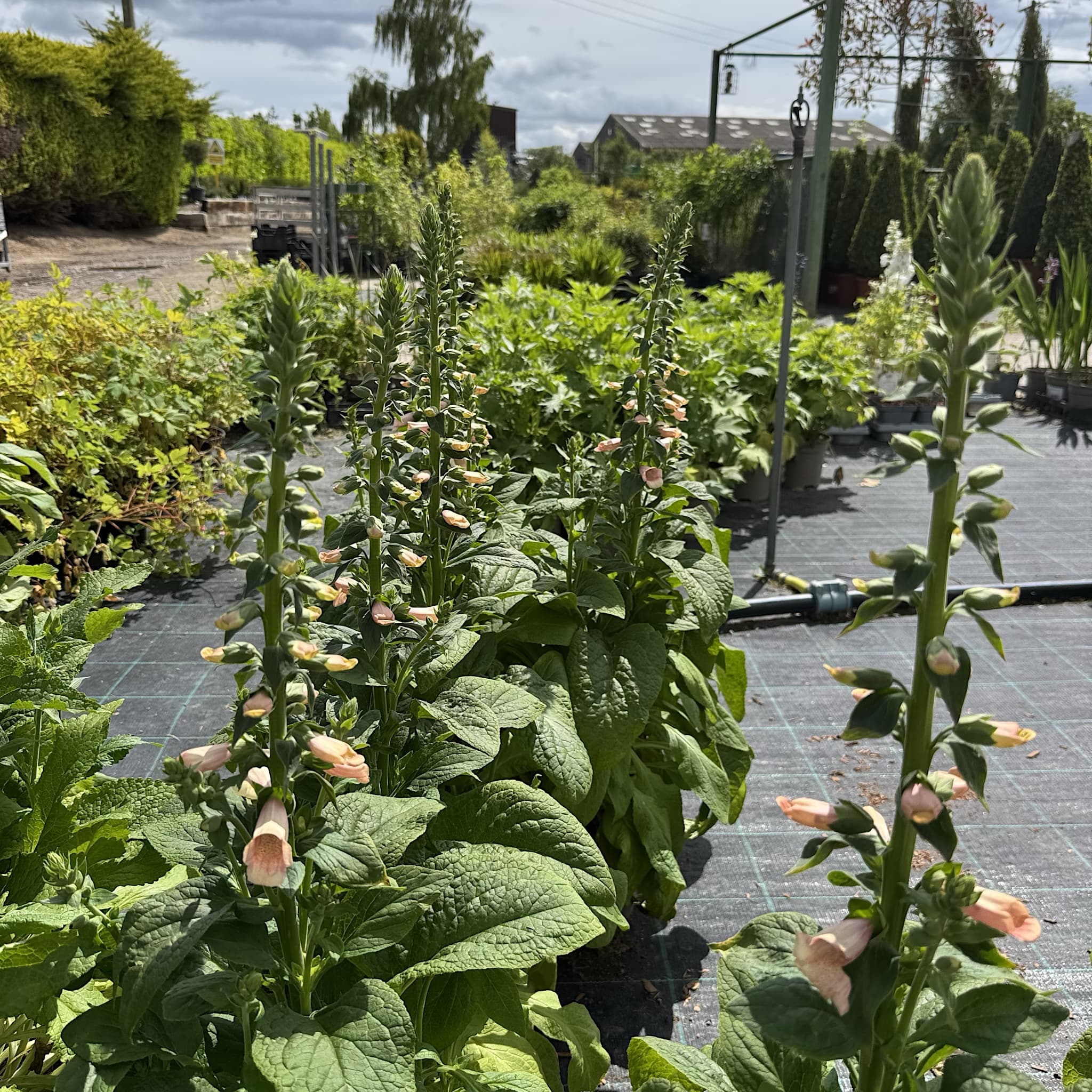 Digitalis 'Dalmatian Peach'