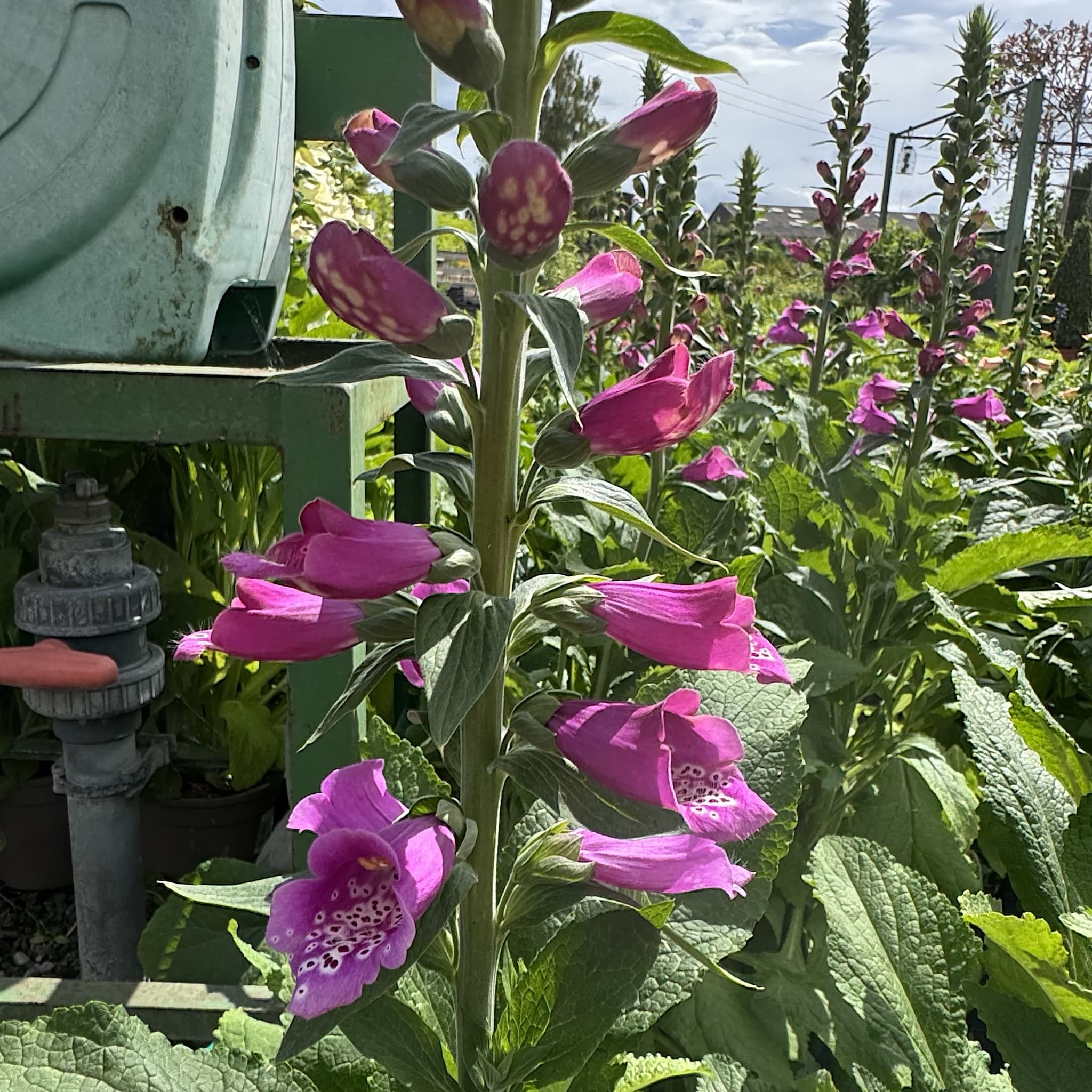 Digitalis 'Dalmatian Purple'