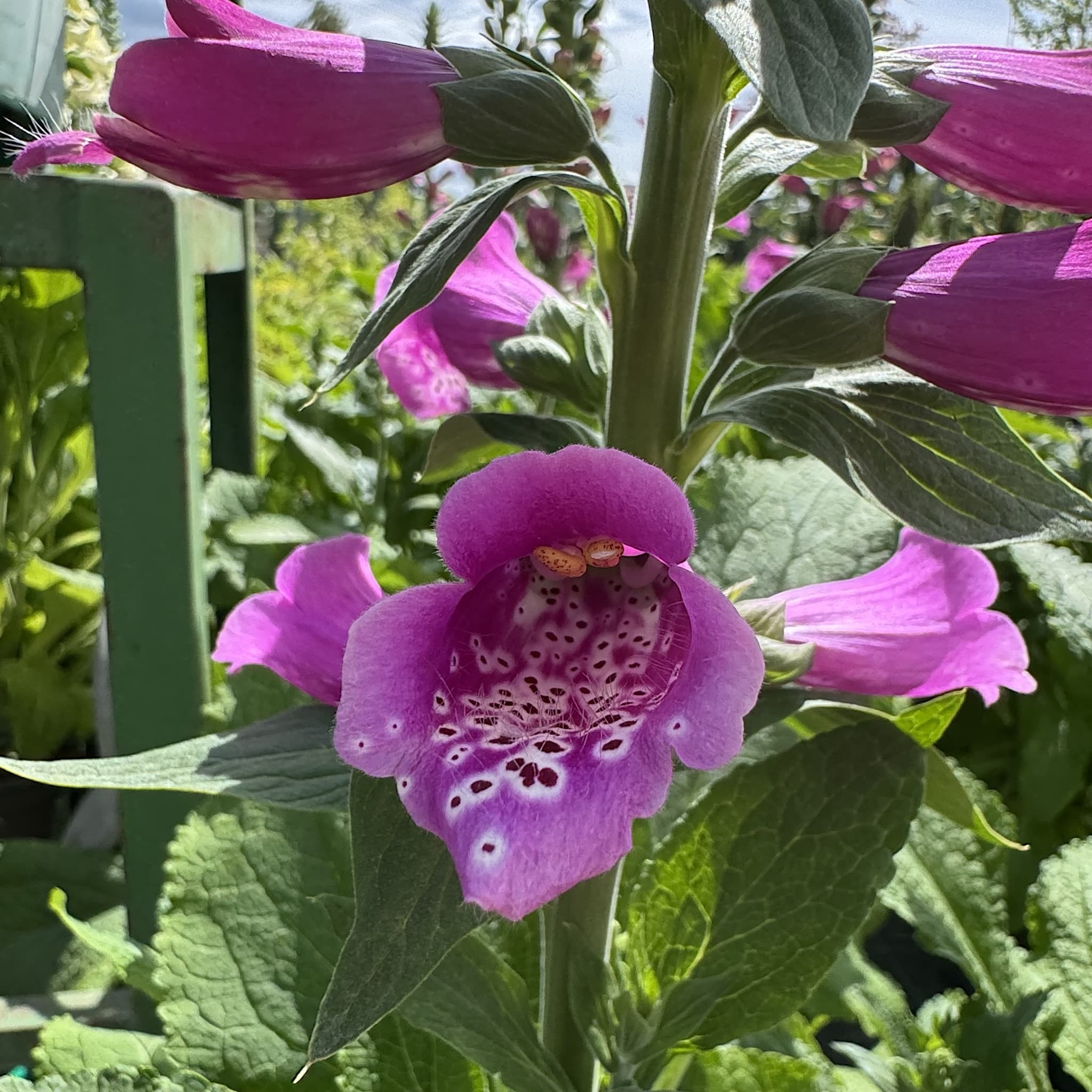 Digitalis 'Dalmatian Purple'