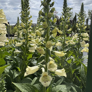 Digitalis 'Dalmatian Cream'