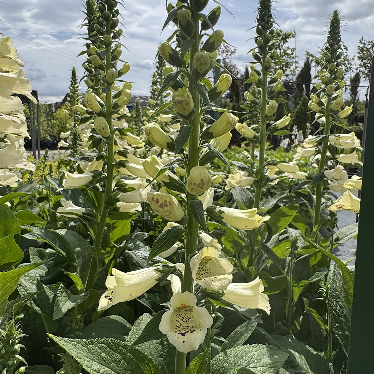 Digitalis 'Dalmatian Cream'