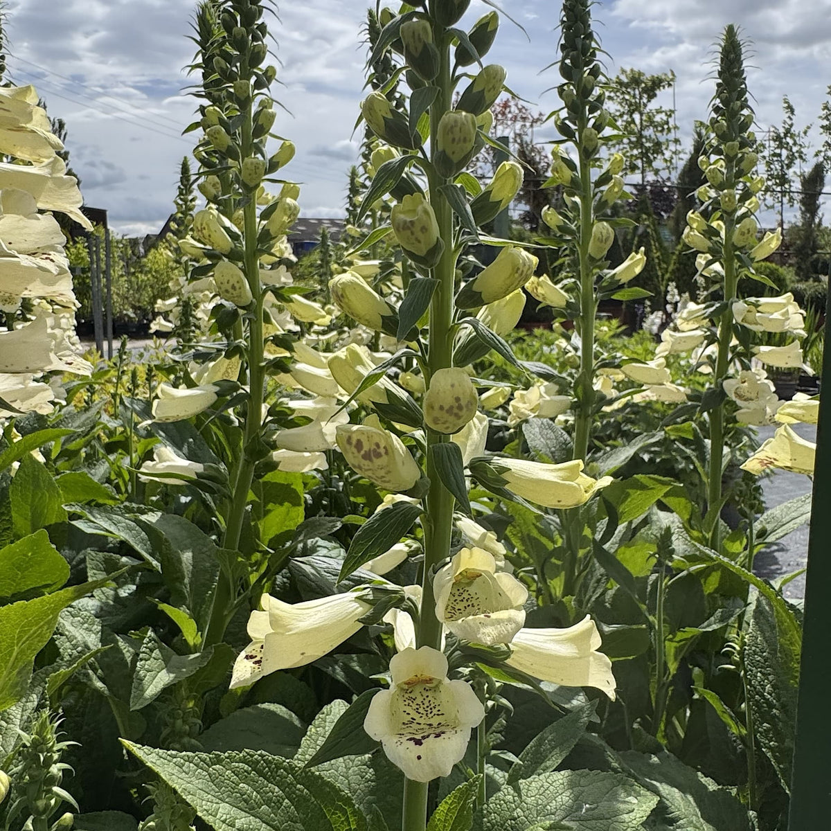 Digitalis 'Dalmatian Cream'