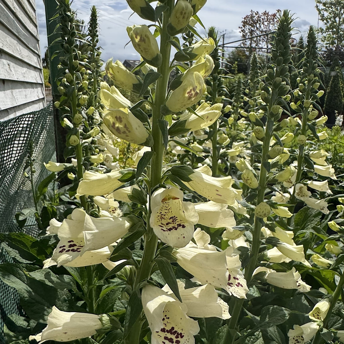 Digitalis 'Dalmatian Cream'