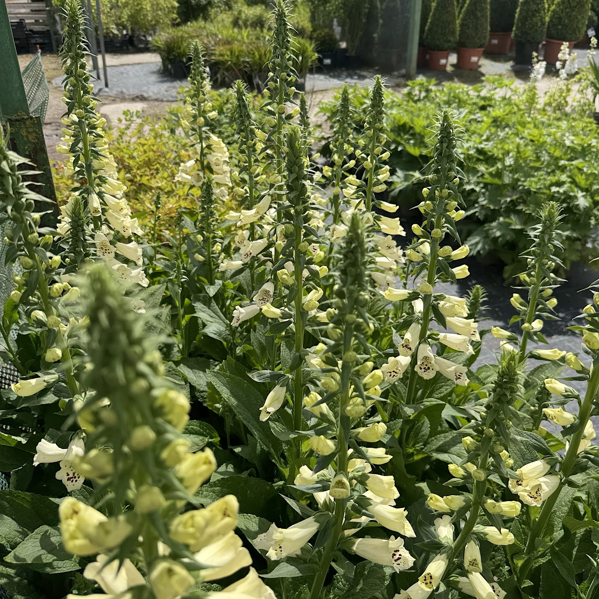 Digitalis 'Dalmatian Cream'