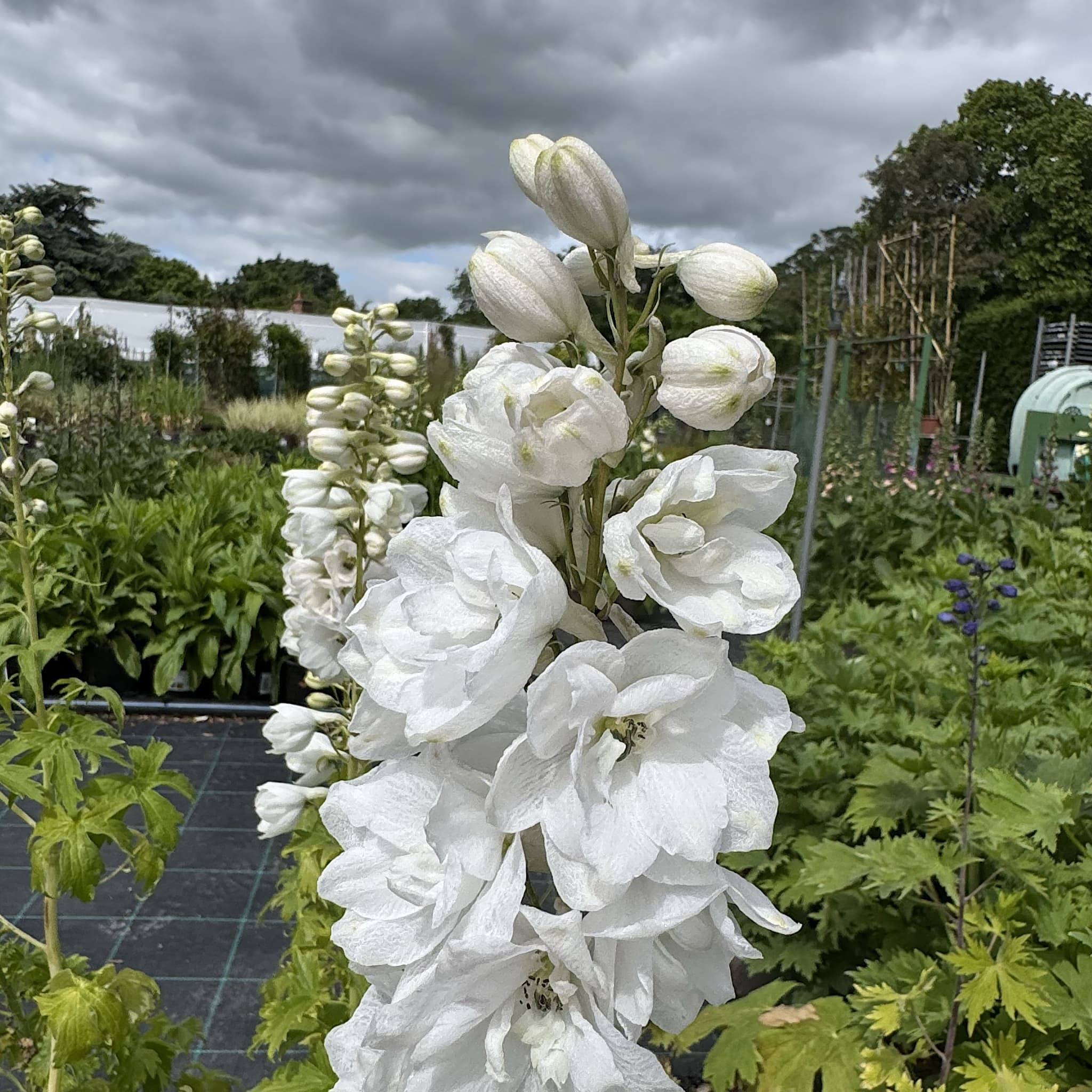 Delphinium 'Galahad'